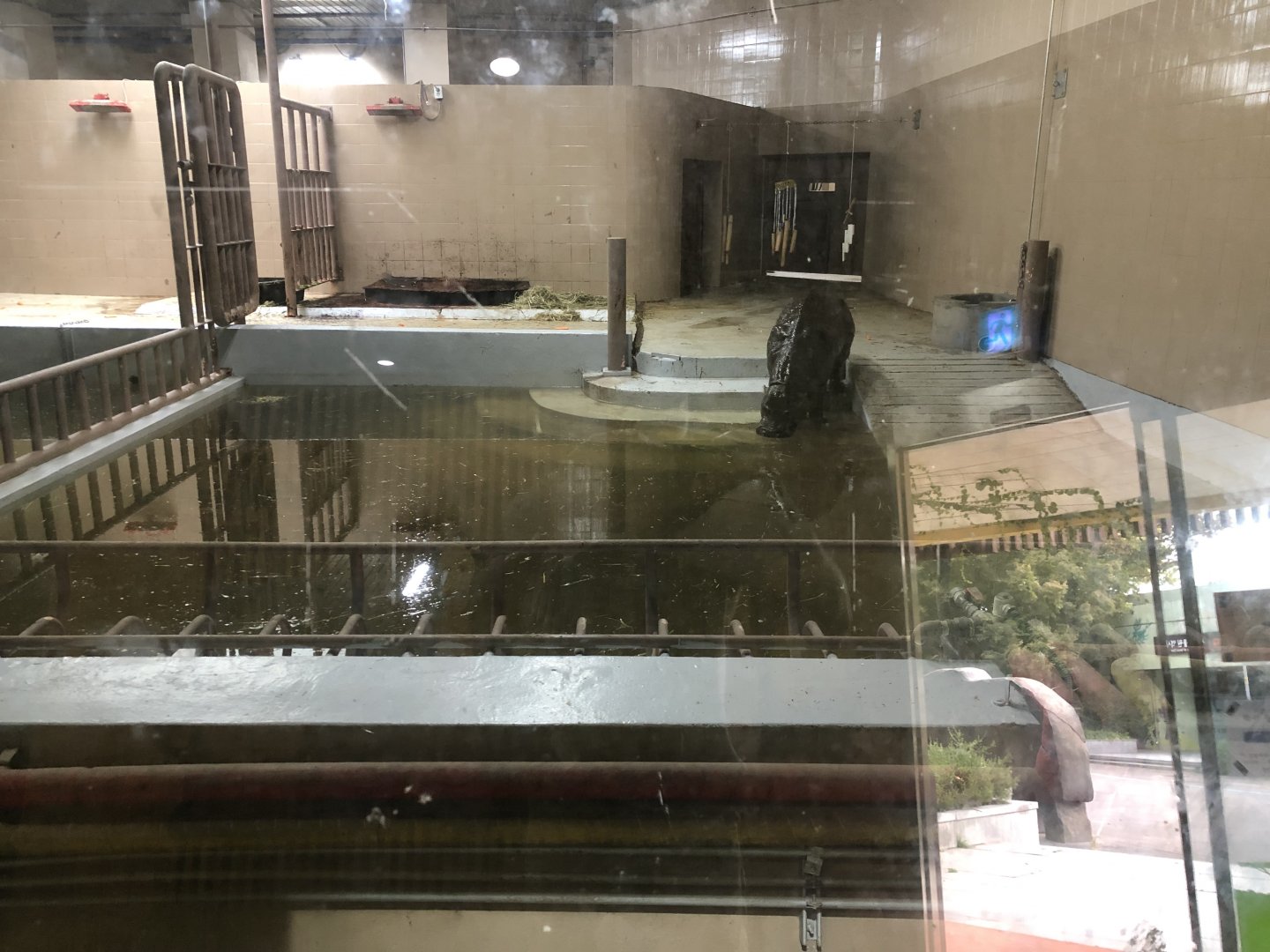 Pygmy Hippopotamus Indoor Holding