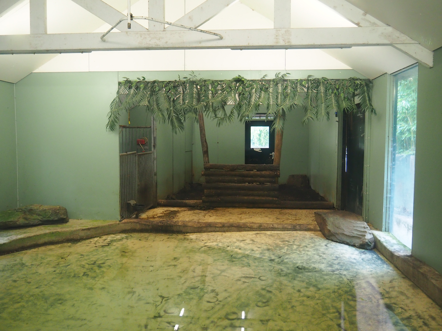 Pygmy hippopotamus indoor housing, 2019-08-11