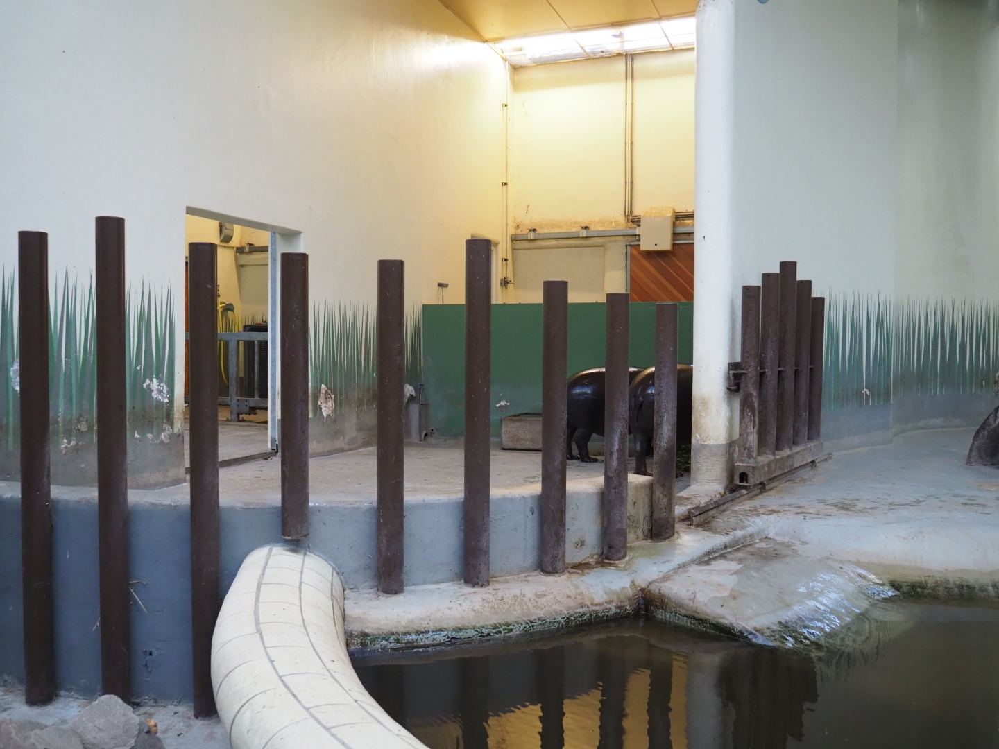 Pygmy hippopotamus indoor housing (Nov 10th, 2018)