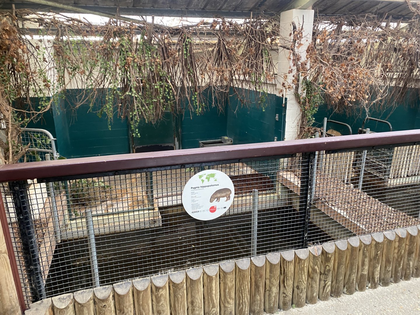 Pygmy hippopotamus indoors 150725