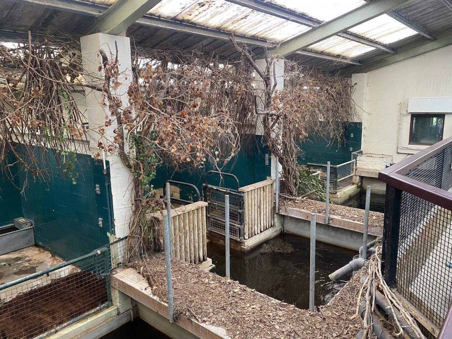 Pygmy hippopotamus indoors 150725