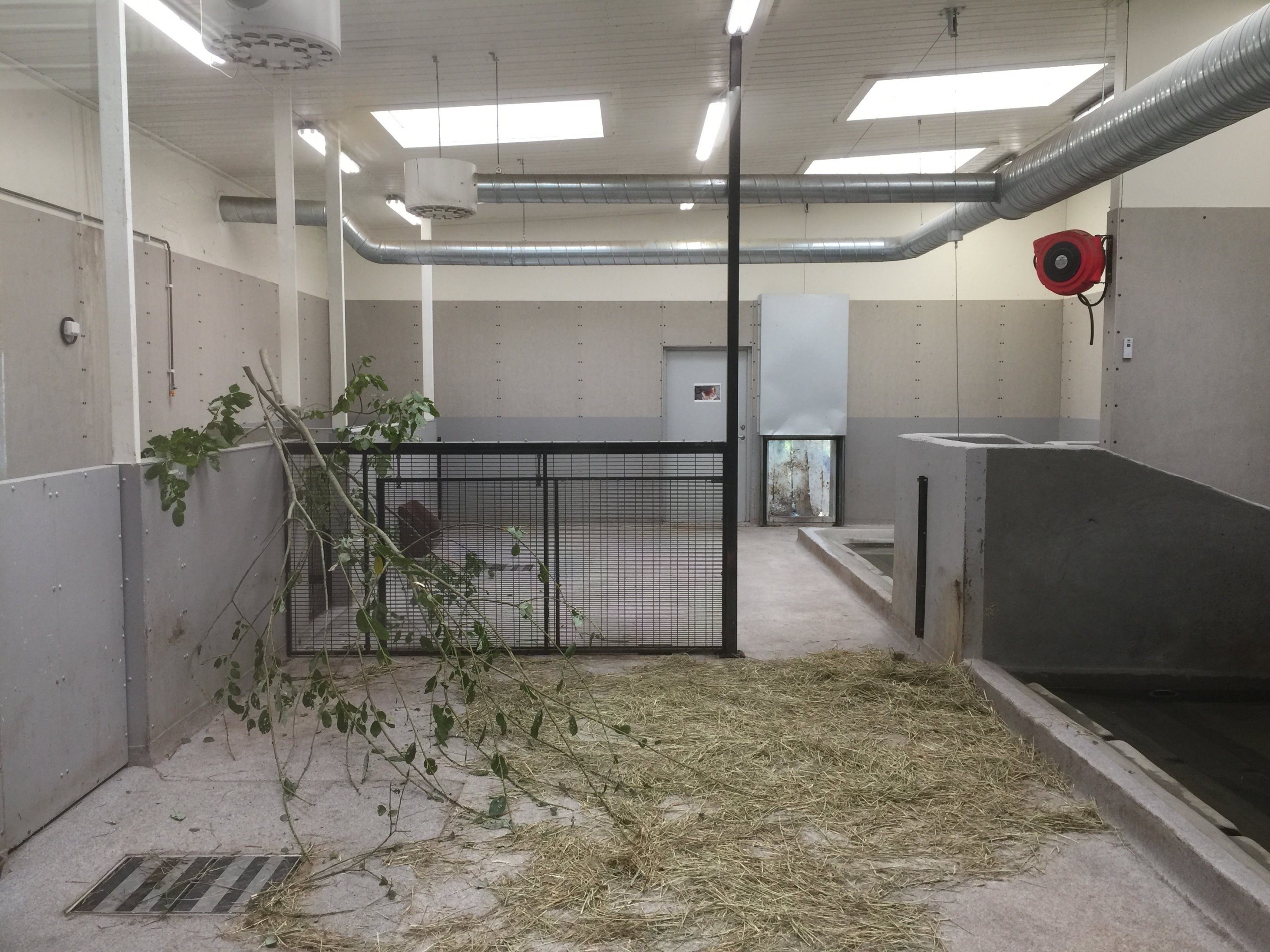 Pygmy hippopotamus indoors.