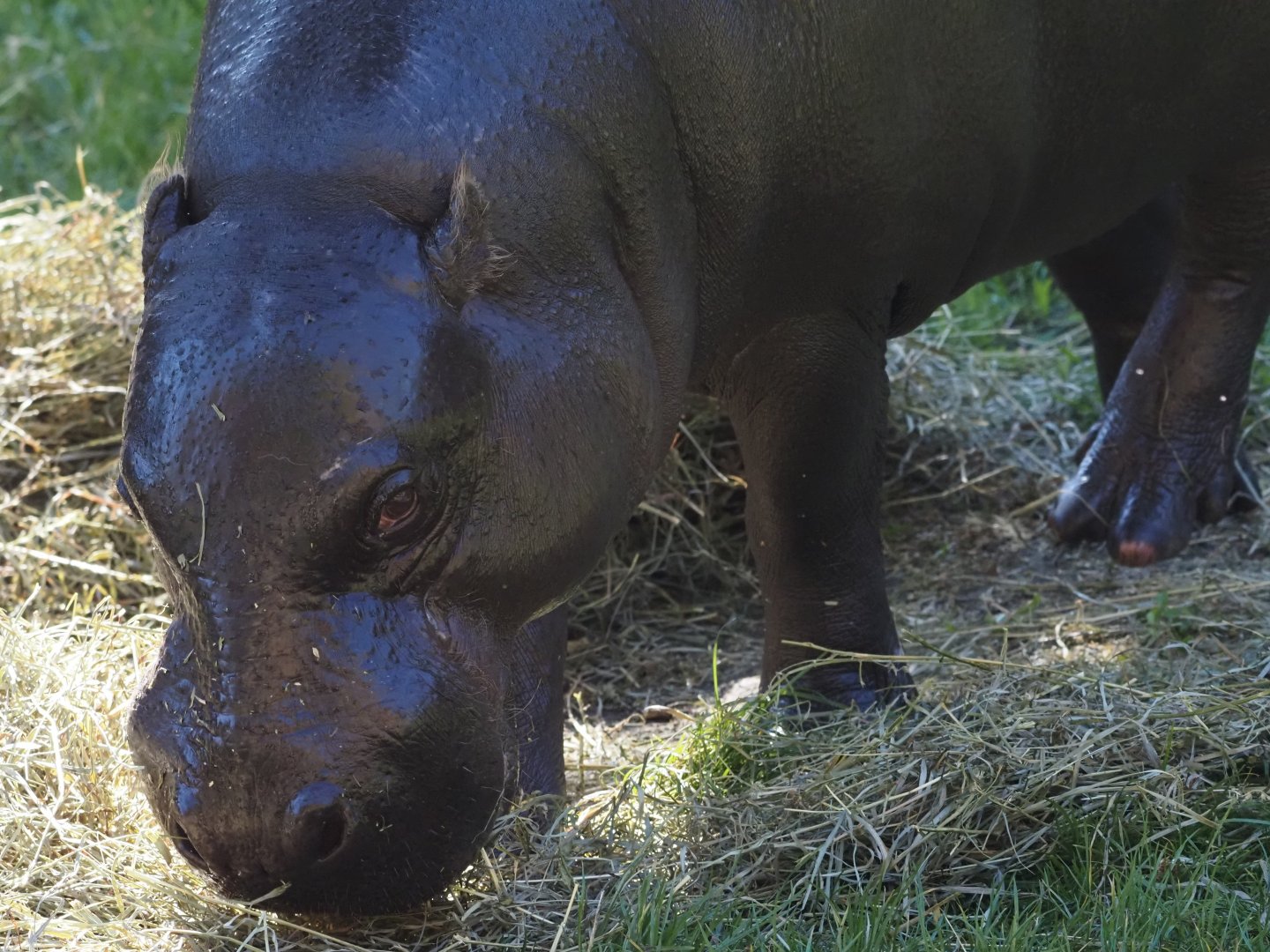 Pygmy Hippopotamus "Jahari" 1