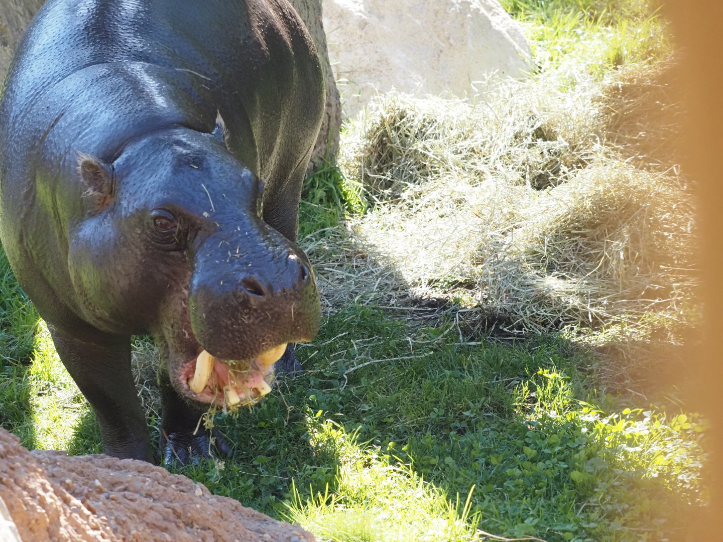 Pygmy Hippopotamus "Jahari" 2