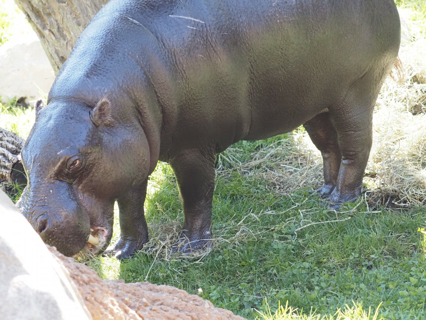 Pygmy Hippopotamus "Jahari" 3