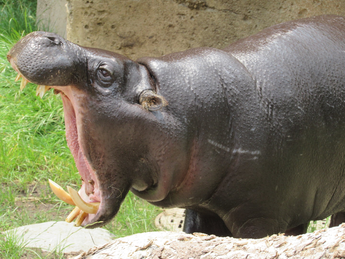 Pygmy Hippopotamus Jahari - 6/18/23
