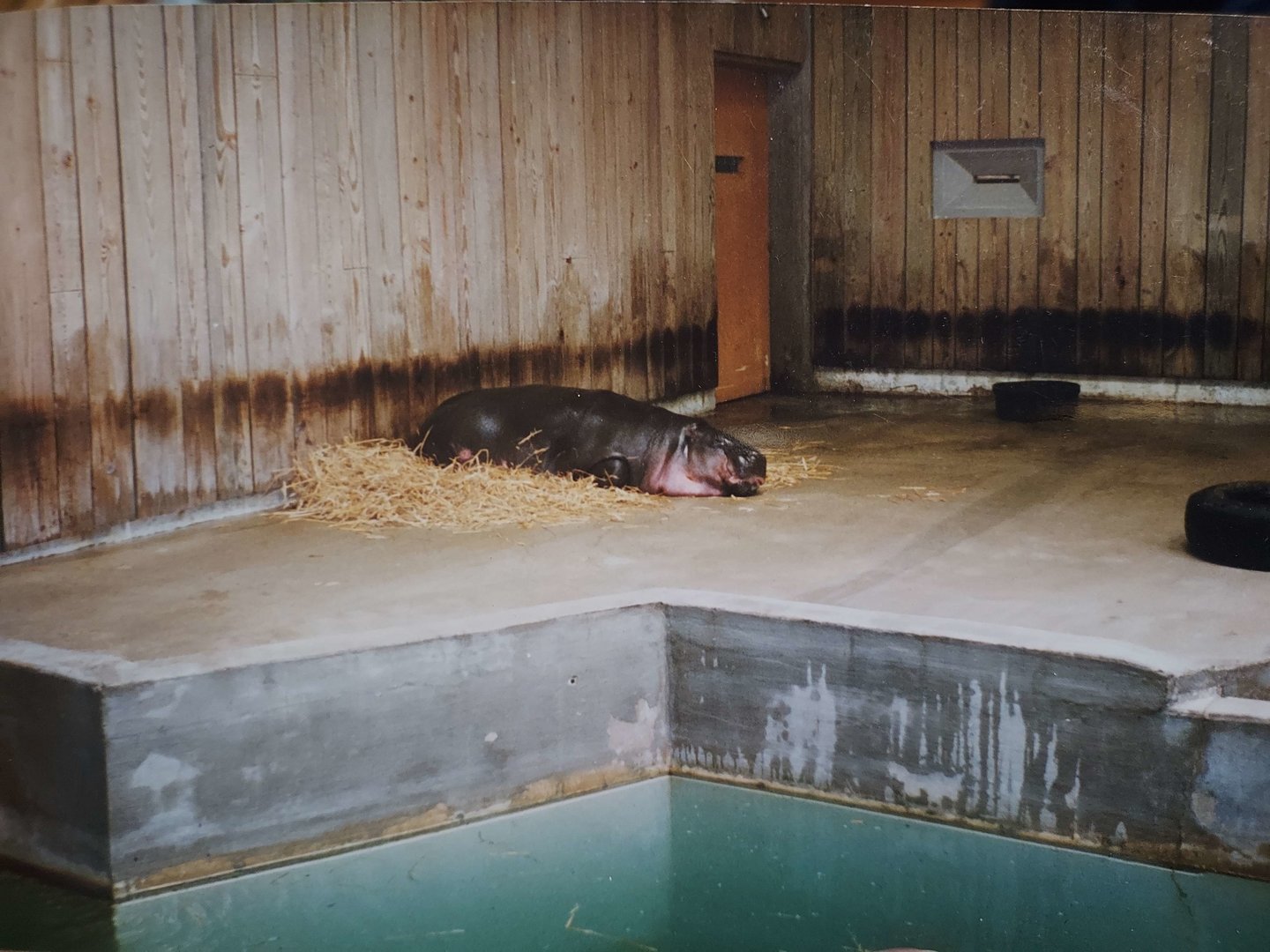 Pygmy Hippopotamus - Large Mammal House, 1999