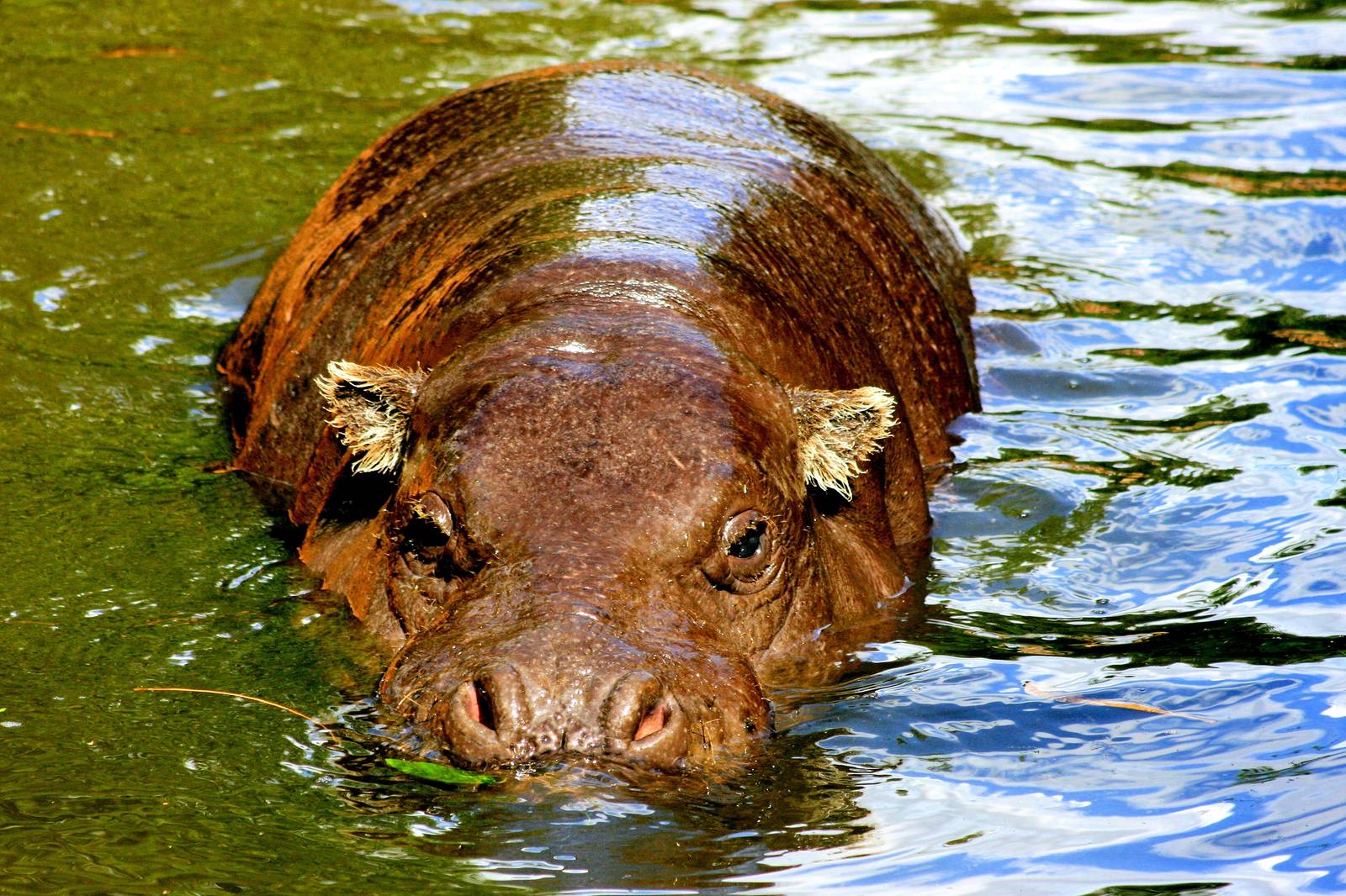 Pygmy hippopotamus; London Zoo; 17th August 2014