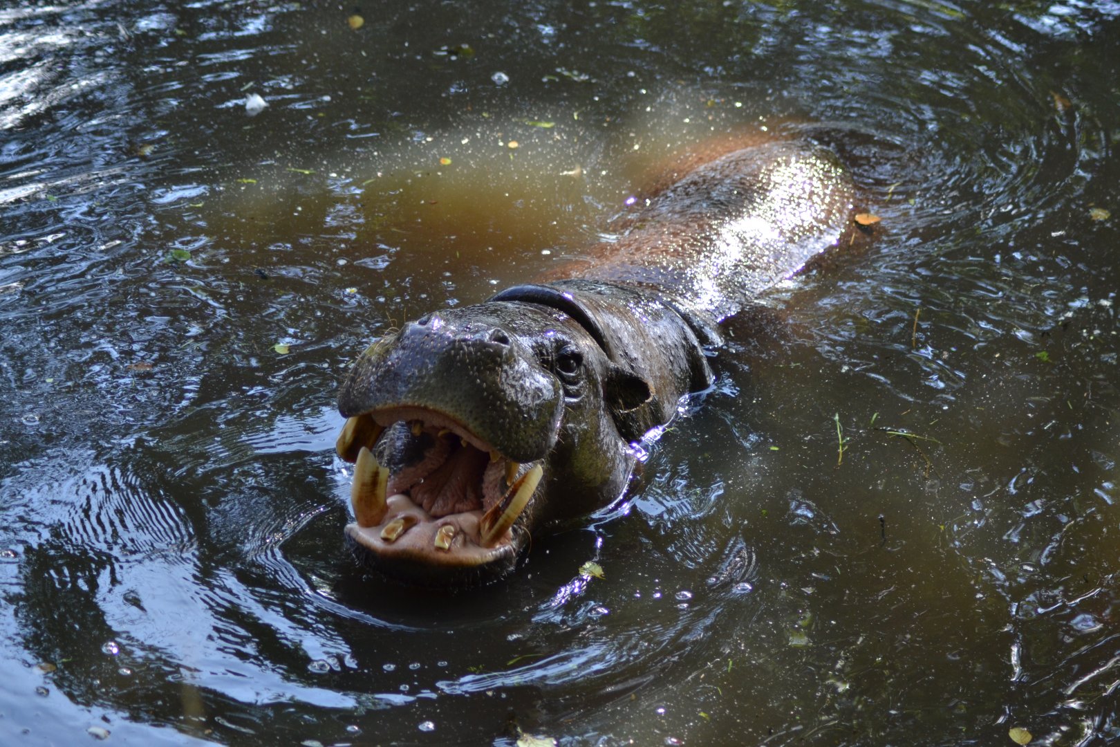 Pygmy hippopotamus male Micro Chip in Givskud Zoo