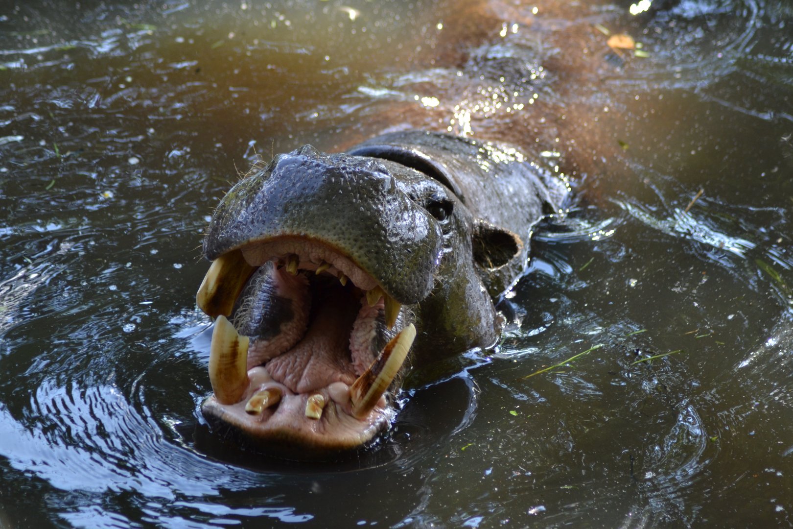 Pygmy hippopotamus male Micro Chip in Givskud Zoo