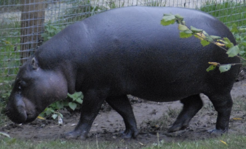 Pygmy Hippopotamus - Marwell 2021