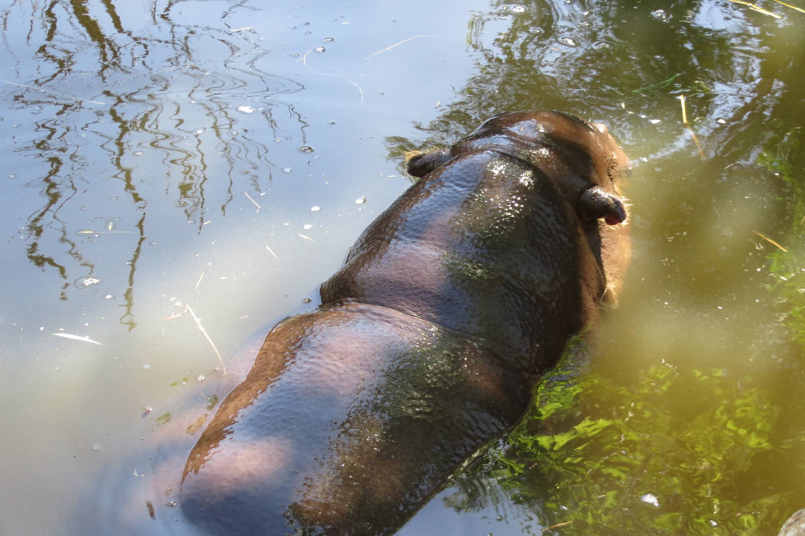 Pygmy Hippopotamus May 2014