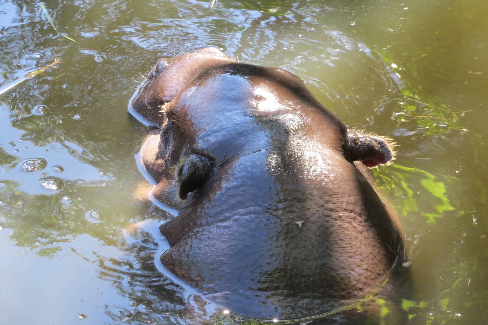 Pygmy Hippopotamus May 2014