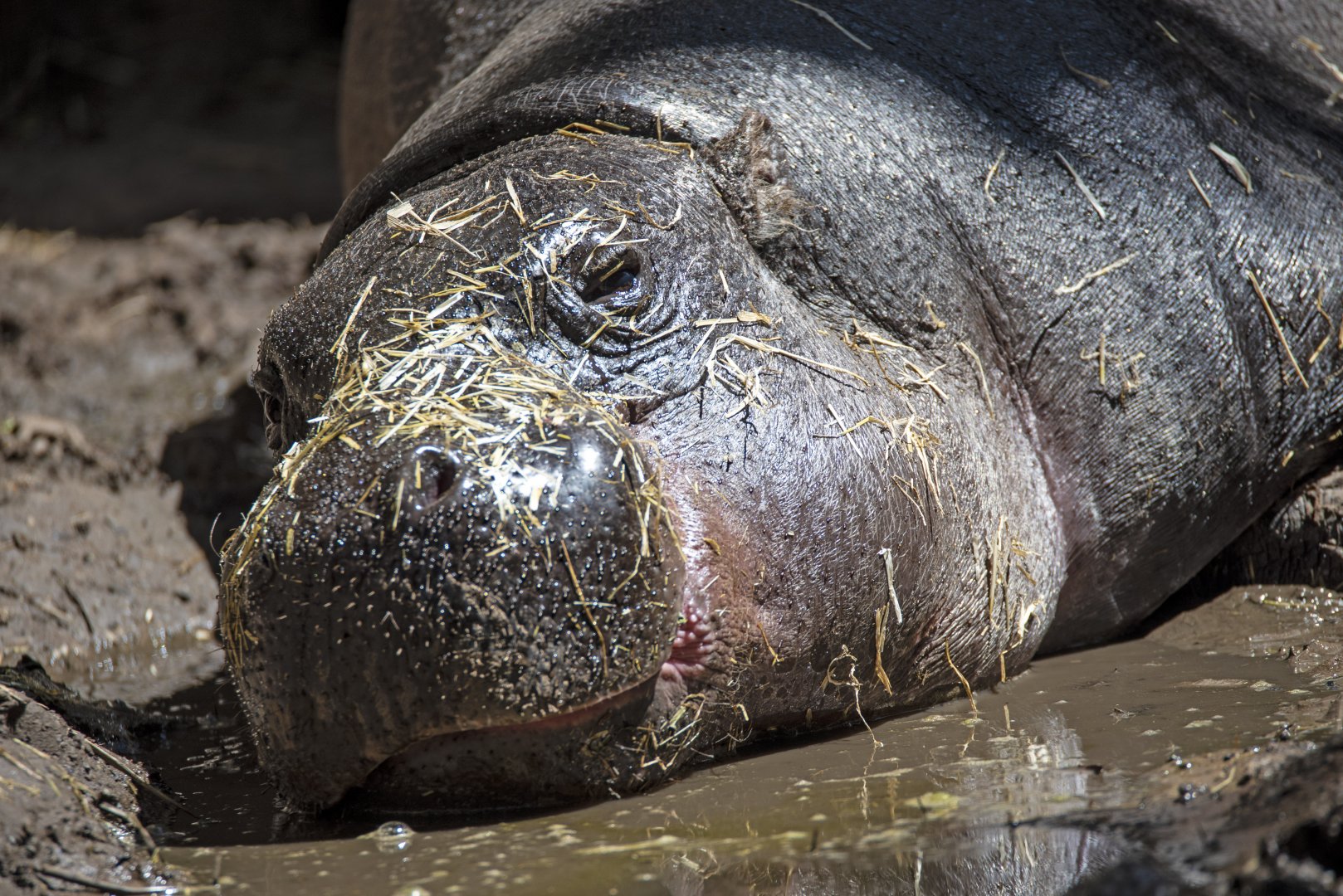 Pygmy hippopotamus 'Obi'