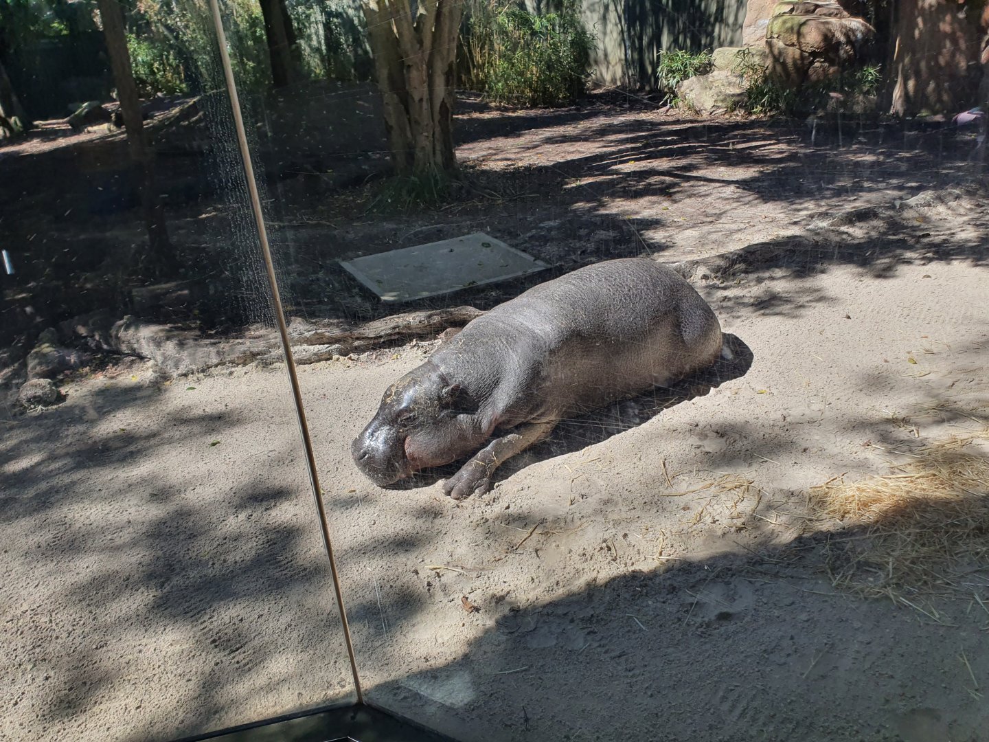 Pygmy Hippopotamus Obi