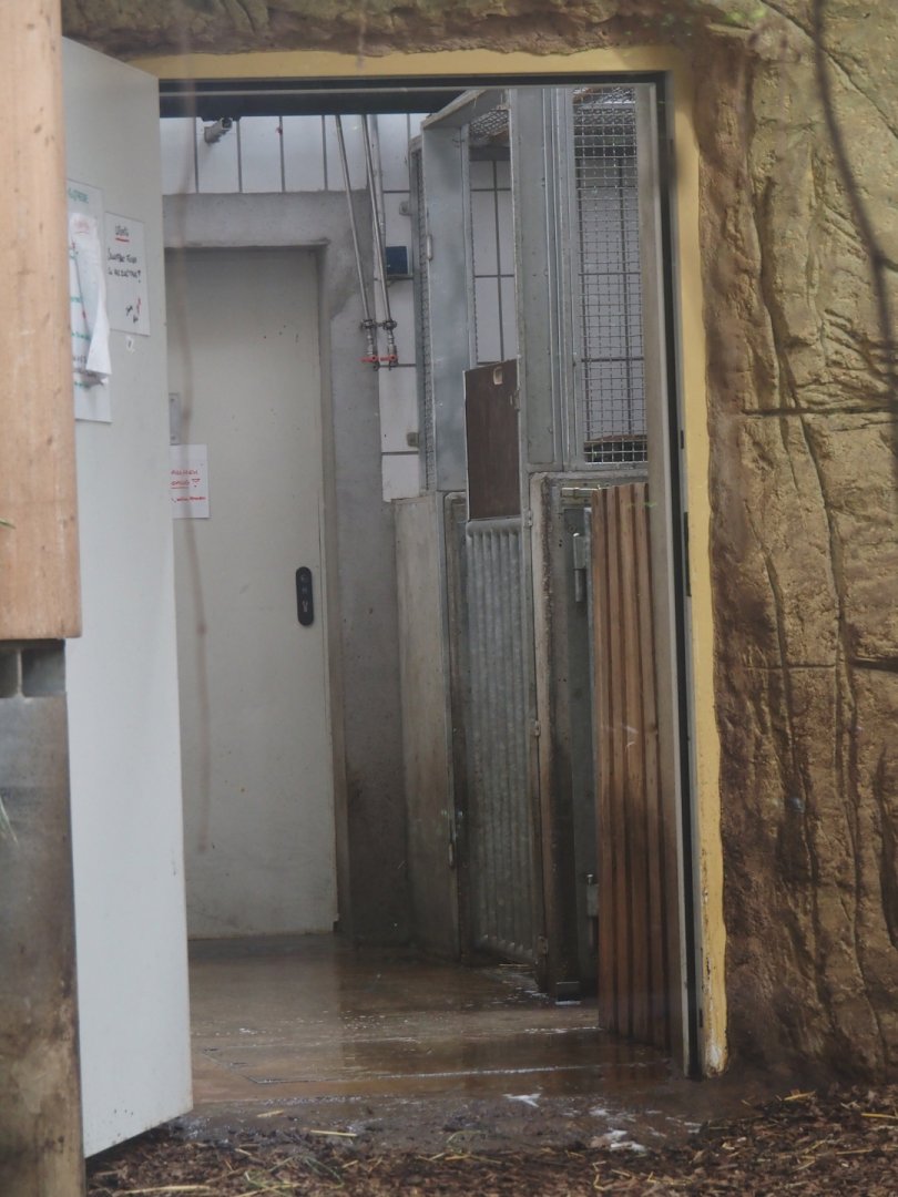 Pygmy hippopotamus off-show exhibits, 2024-06-08