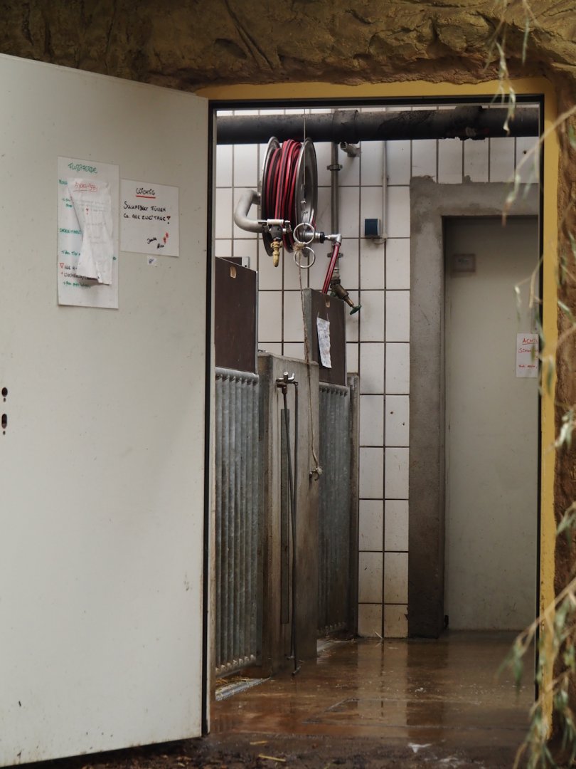 Pygmy hippopotamus off-show exhibits, 2024-06-08