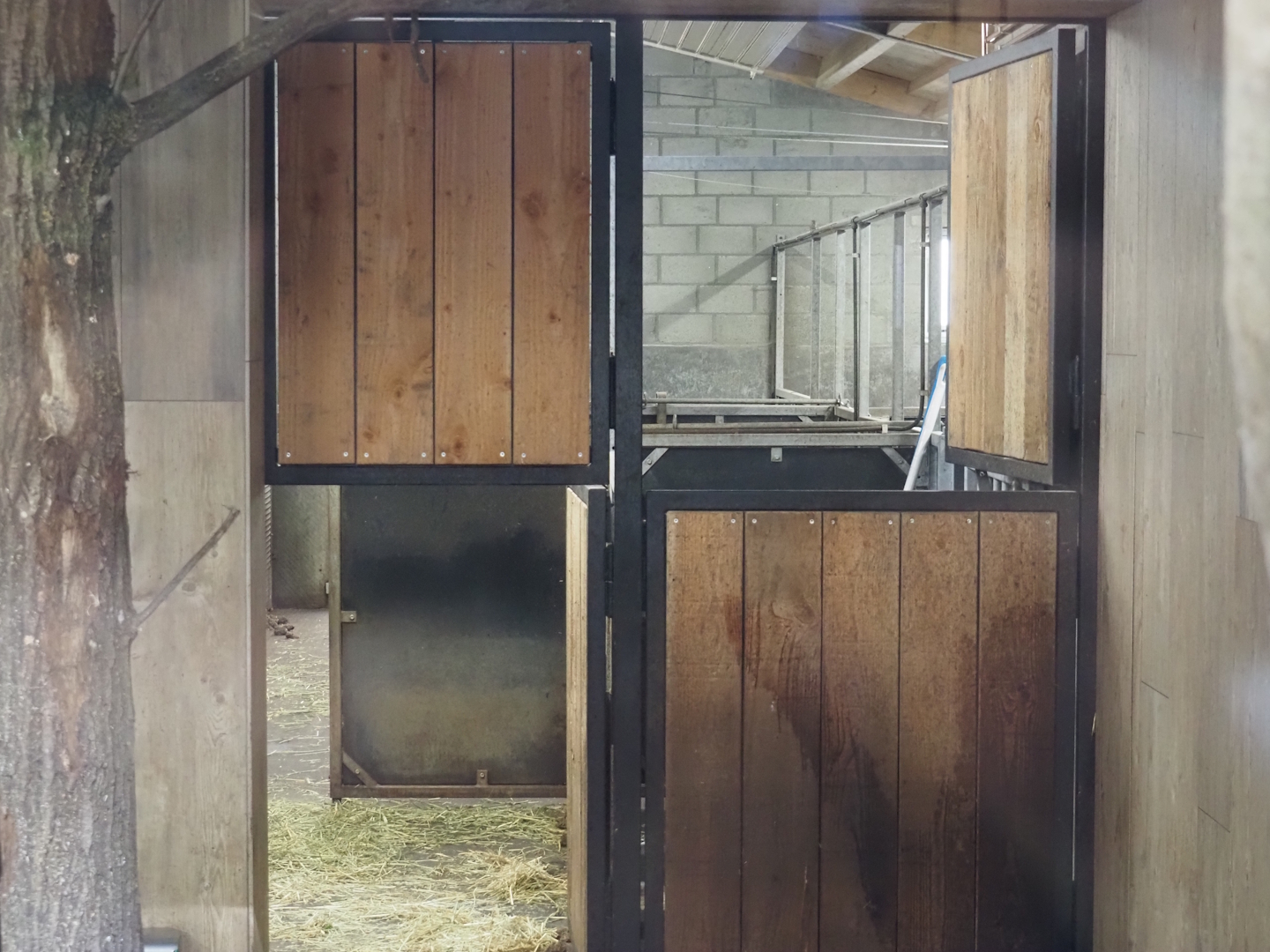 Pygmy hippopotamus off-show stalls, 2025-09-30