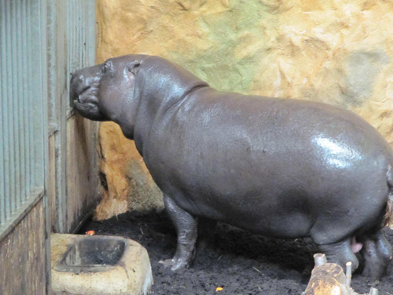Pygmy hippopotamus on 06/08/2016