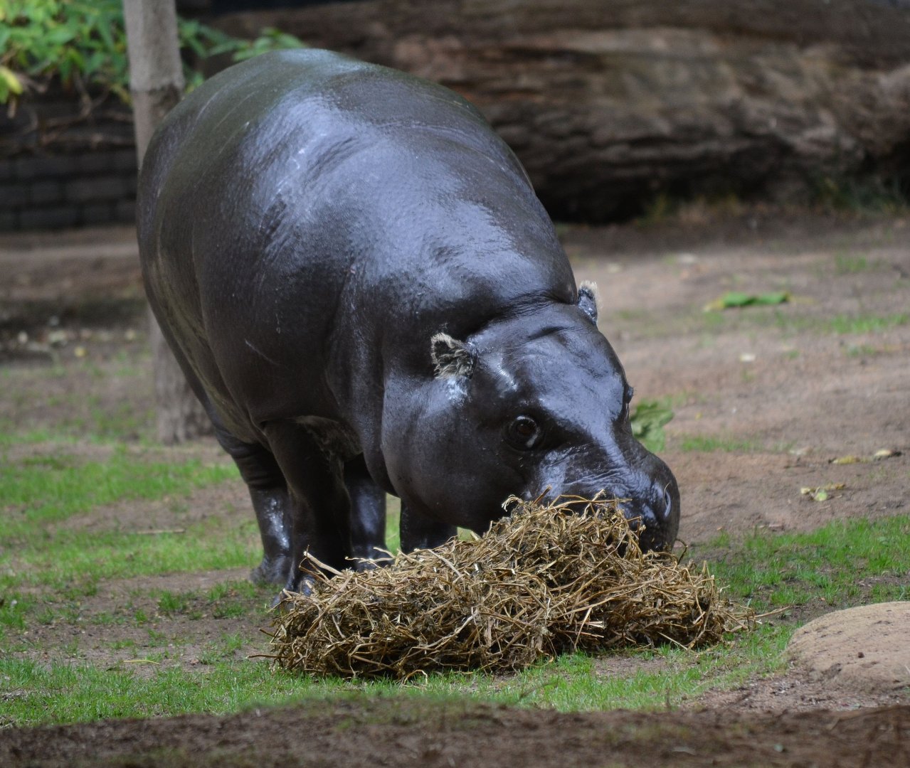 Pygmy Hippopotamus - September 2016