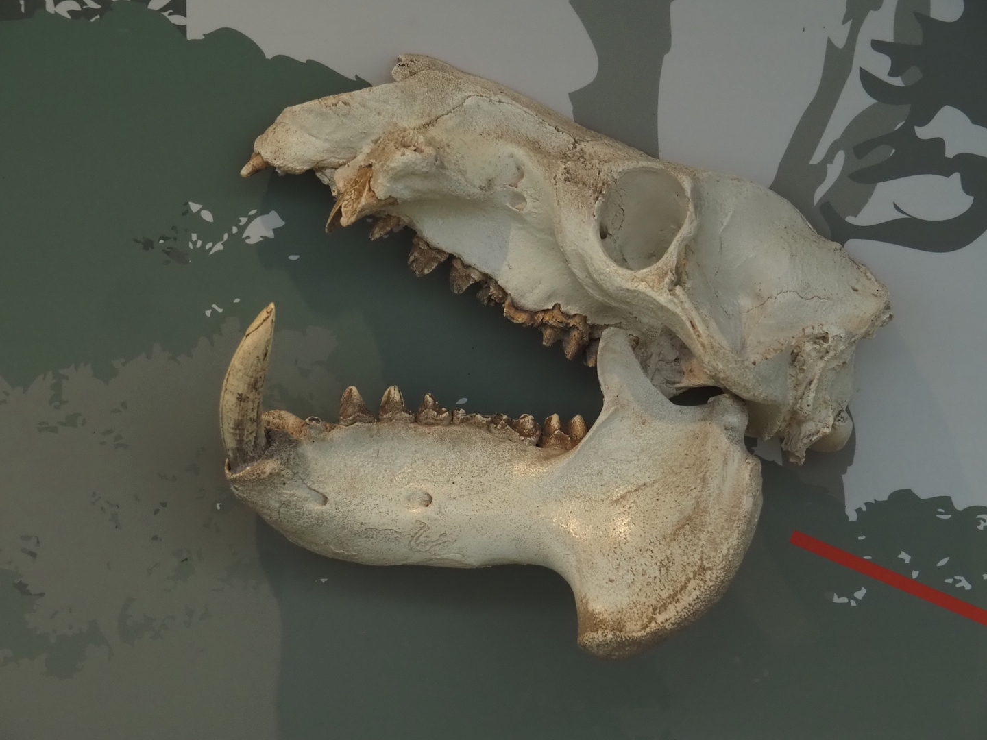 Pygmy hippopotamus skull, 2024-06-30