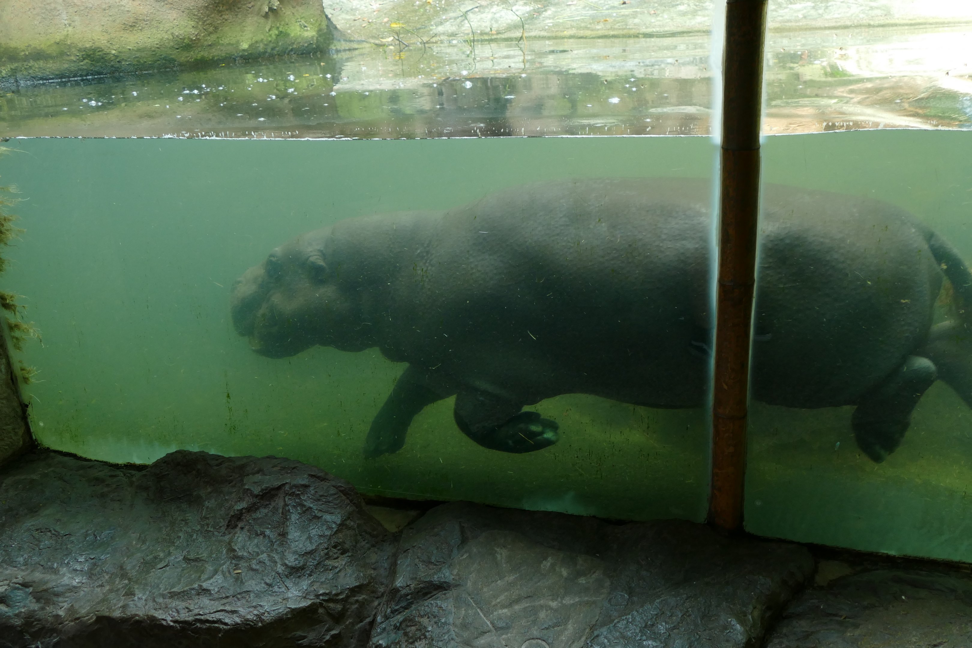 Pygmy hippopotamus swimming