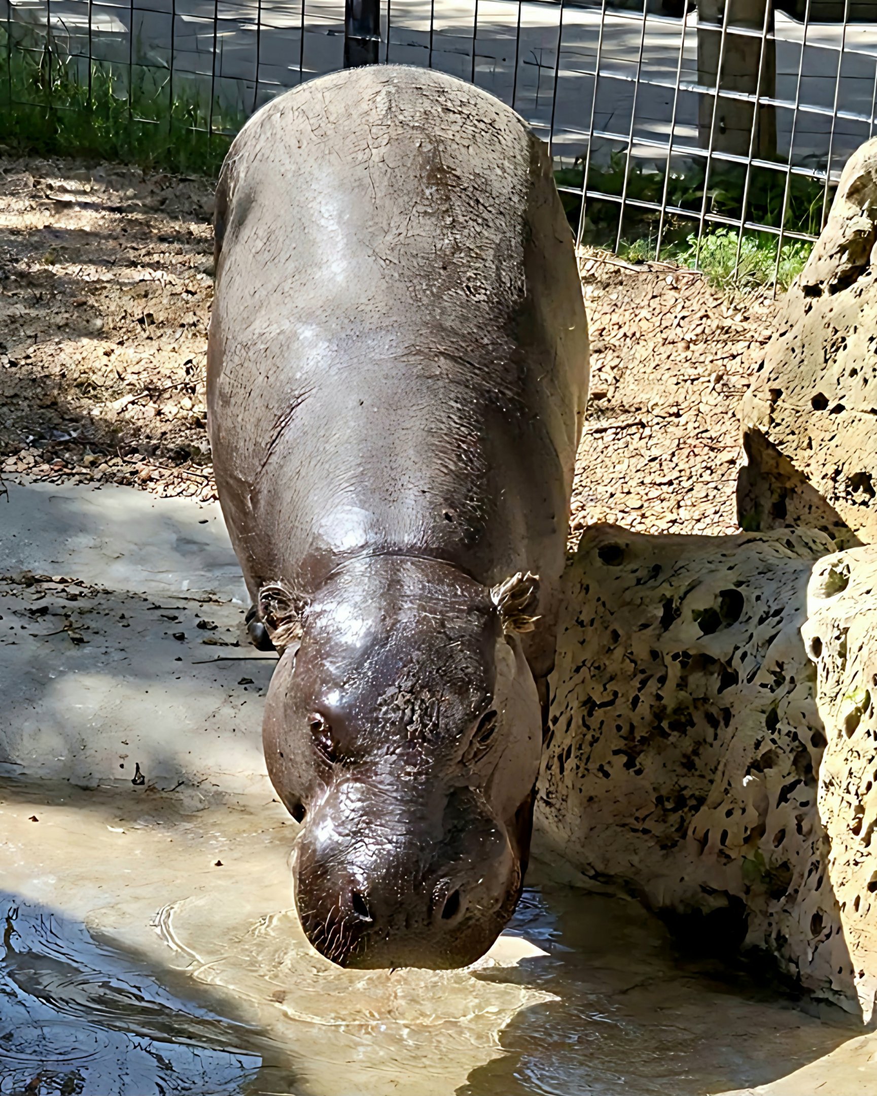 Pygmy Hippopotamus-Tanganyika Wildlife Park