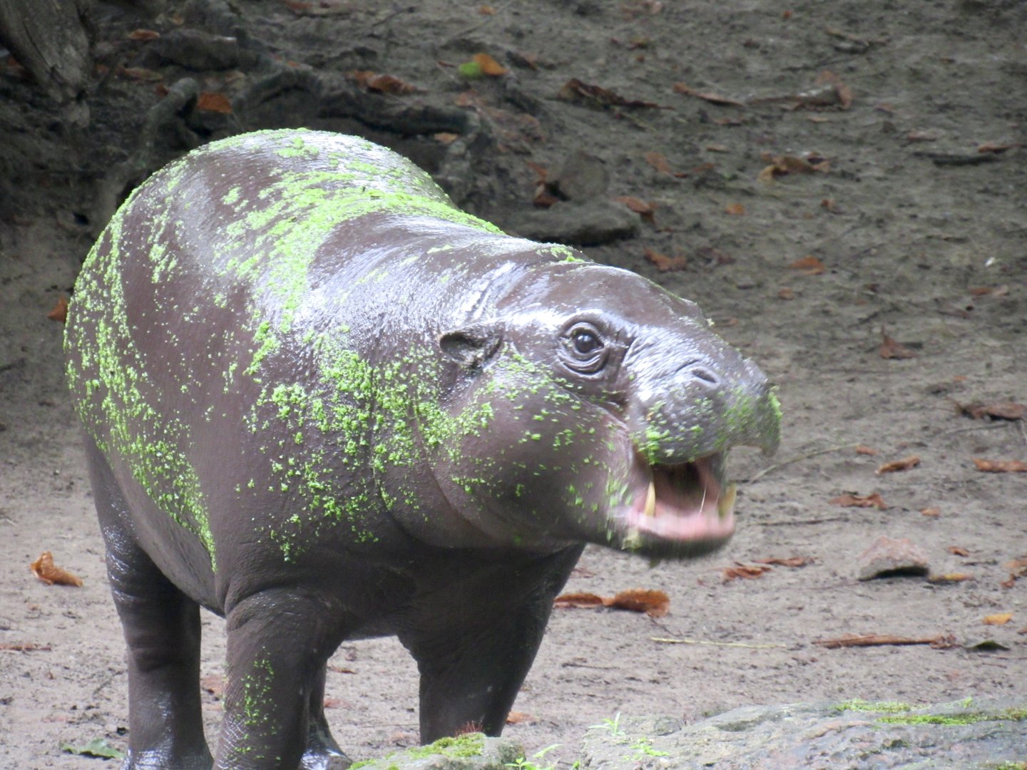 Pygmy hippopotamus - Toni