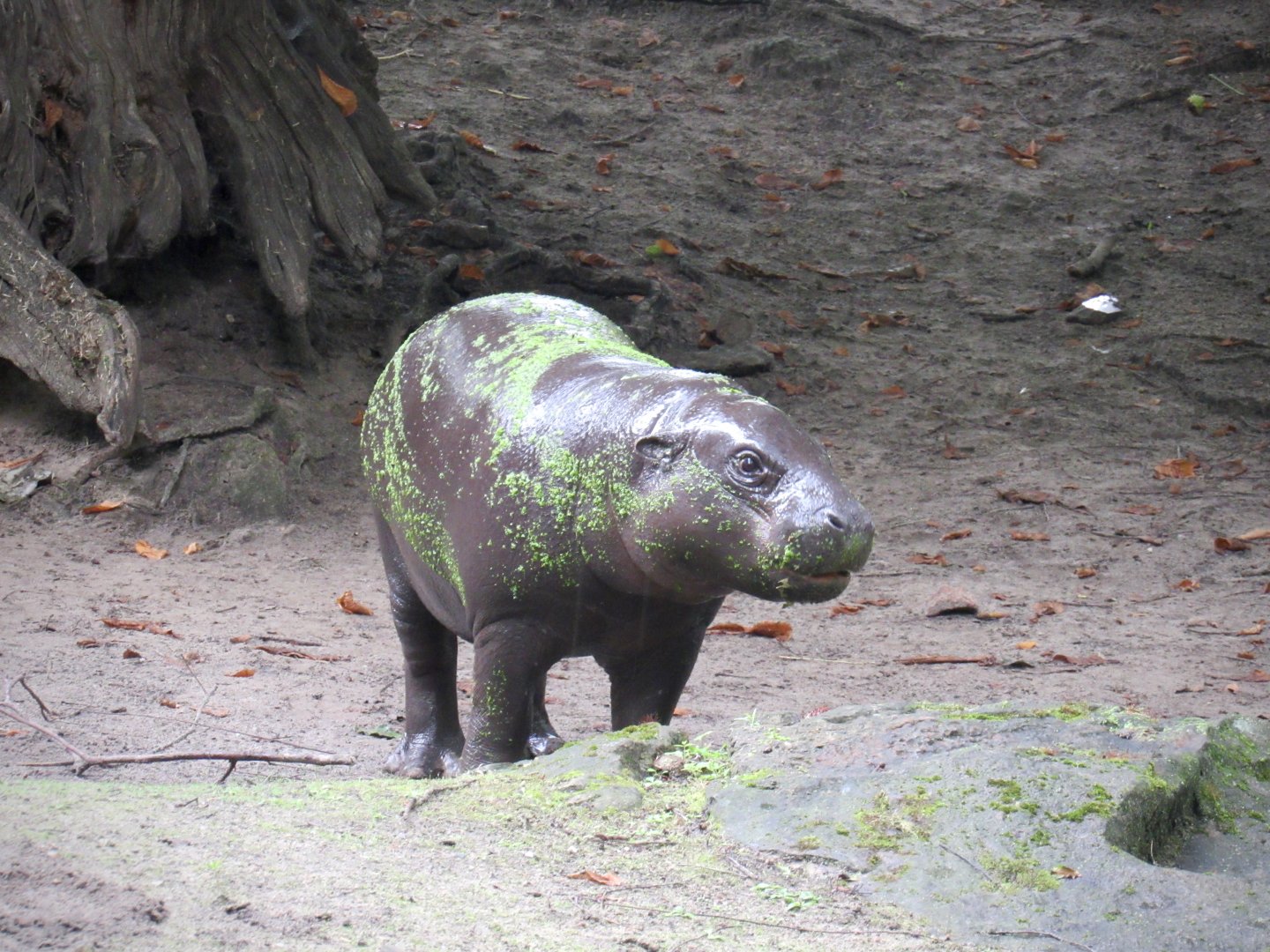 Pygmy hippopotamus - Toni