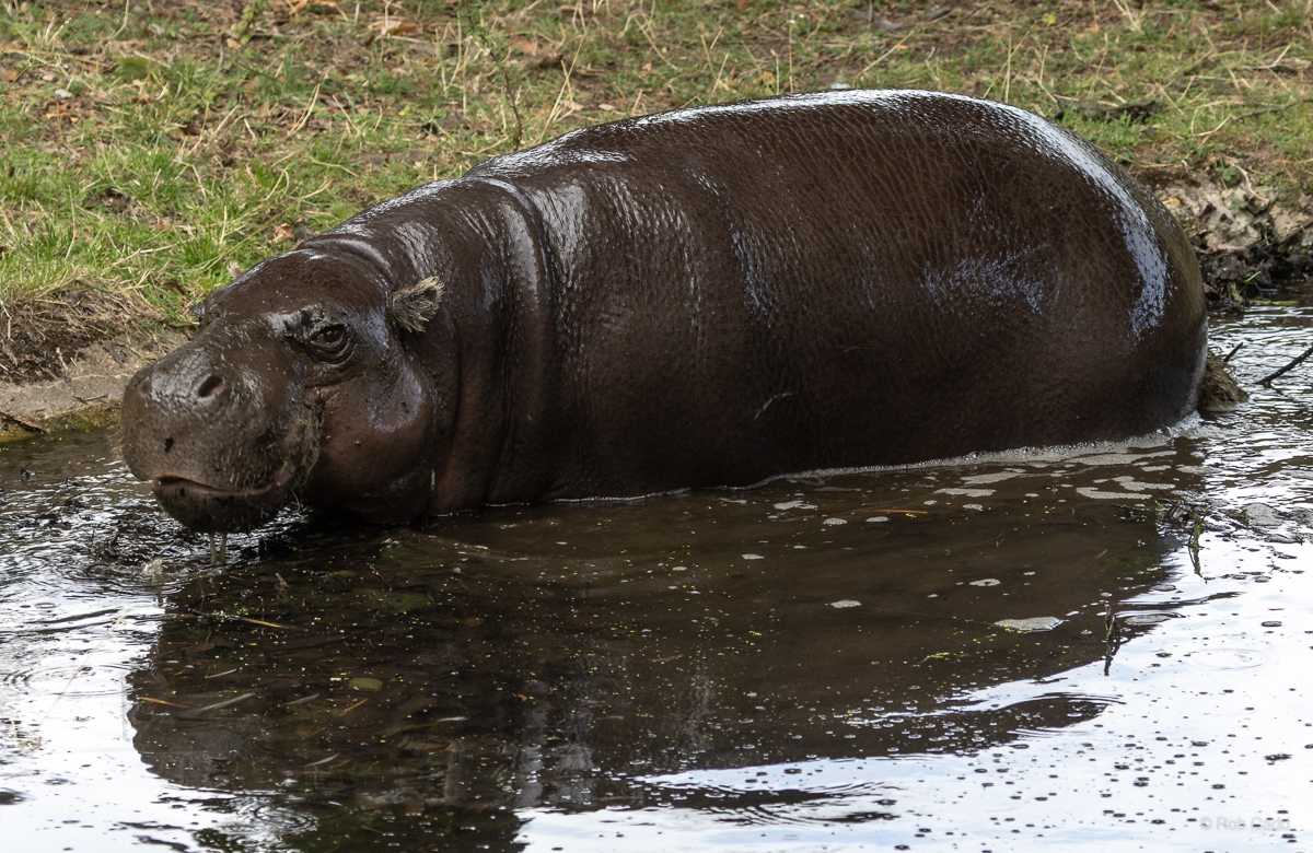 Pygmy hippopotamus : Whipsnade : 01 Aug 2025