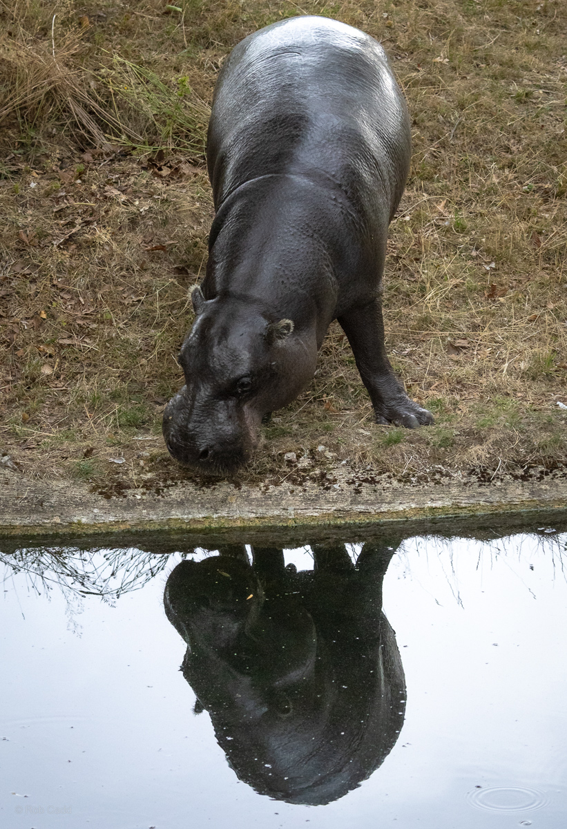 Pygmy hippopotamus : Whipsnade : 01 Aug 2025