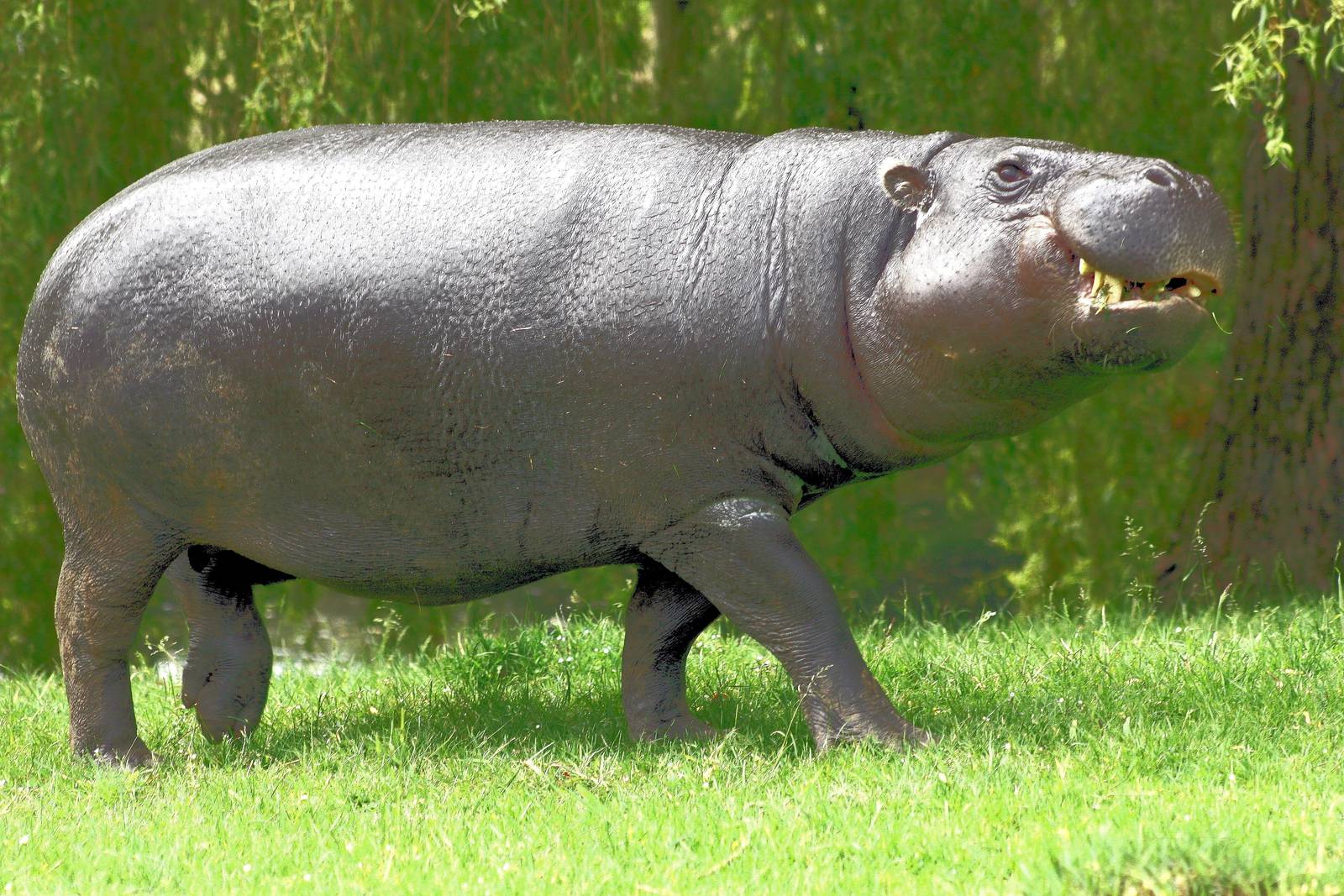 Pygmy hippopotamus; Whipsnade; 11th June 2016
