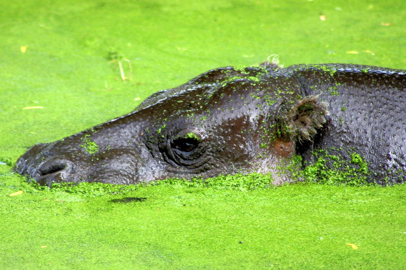 Pygmy hippopotamus; Whipsnade; 8th June 2013
