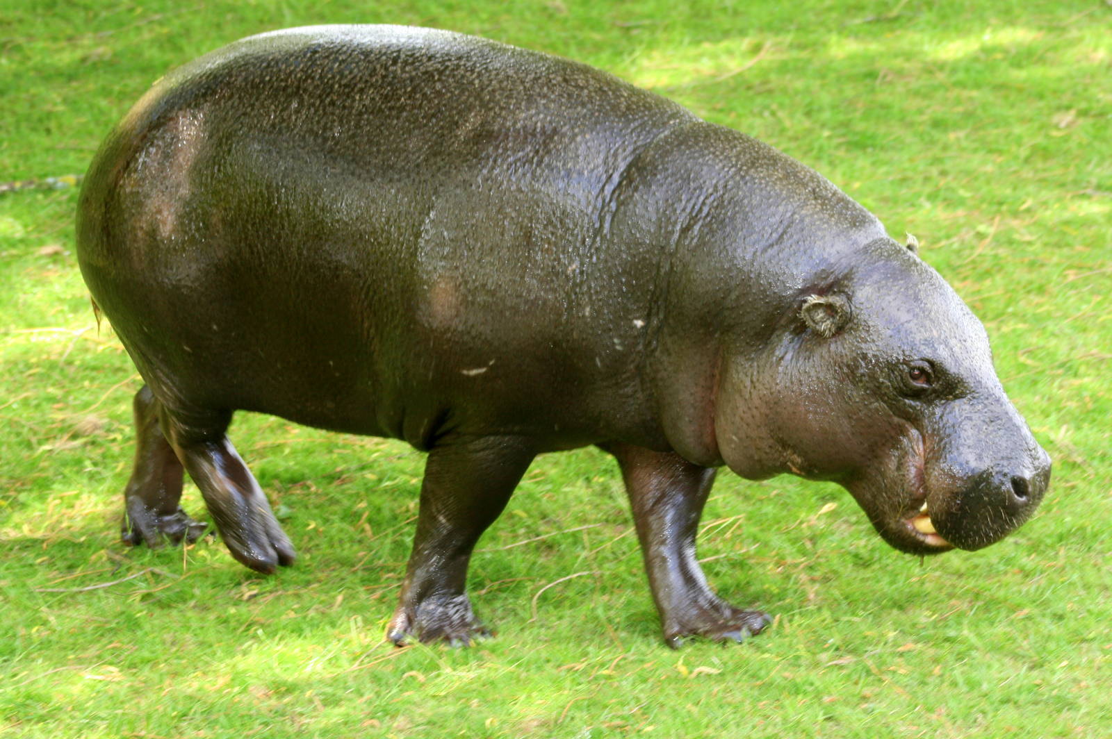 Pygmy hippopotamus; Whipsnade; 8th June 2013