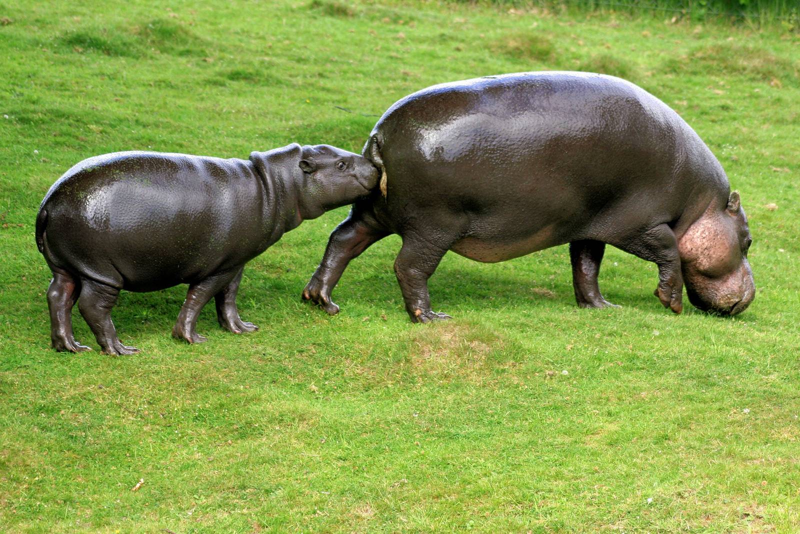 Pygmy hippopotamus; Whipsnade; 8th June 2013