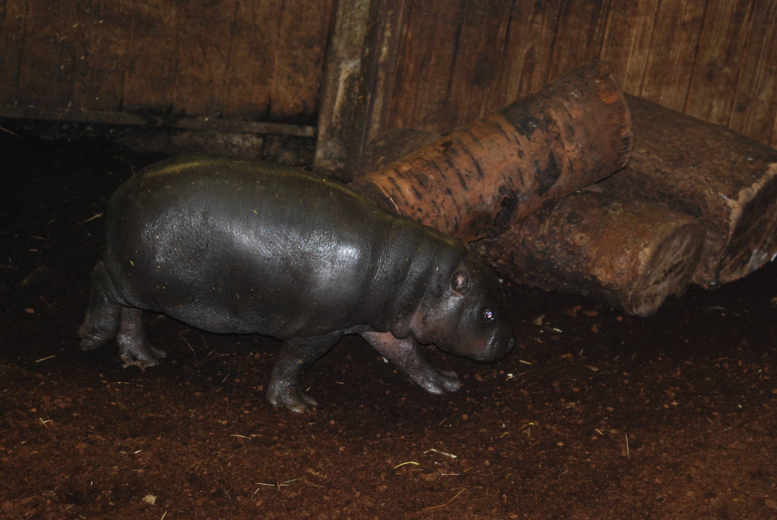 Pygmy hippopotamus young, 17/11/2012