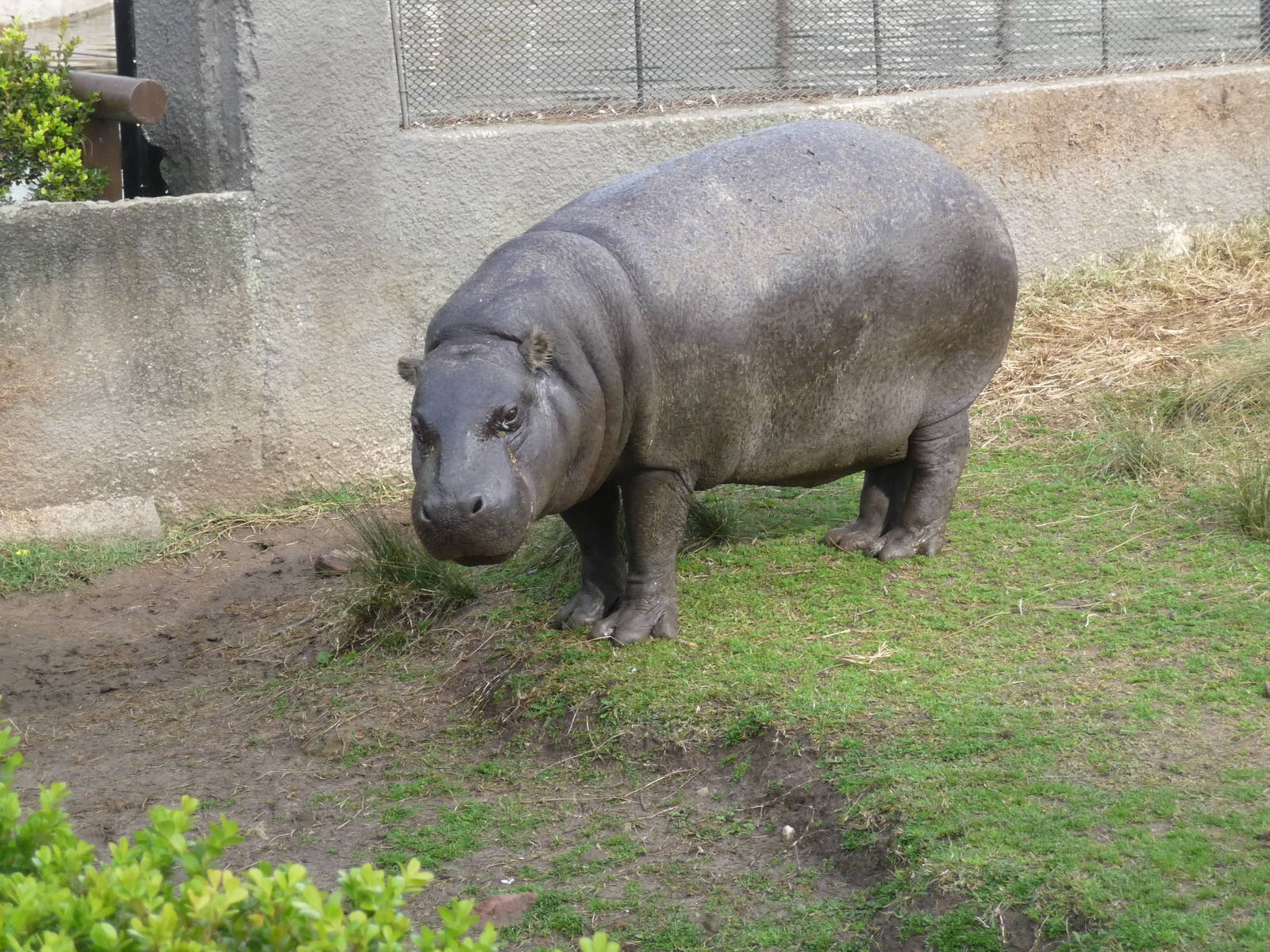 PYGMY HIPPOPOTAMUS ZOO DE BUENOS AIRES