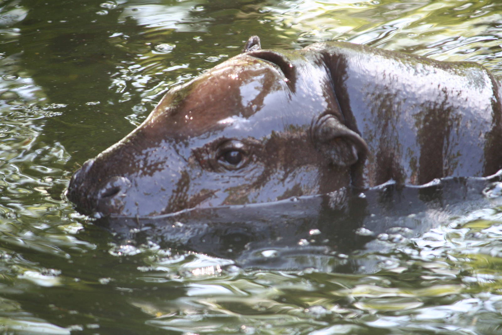 Pygmy Hippopotamus