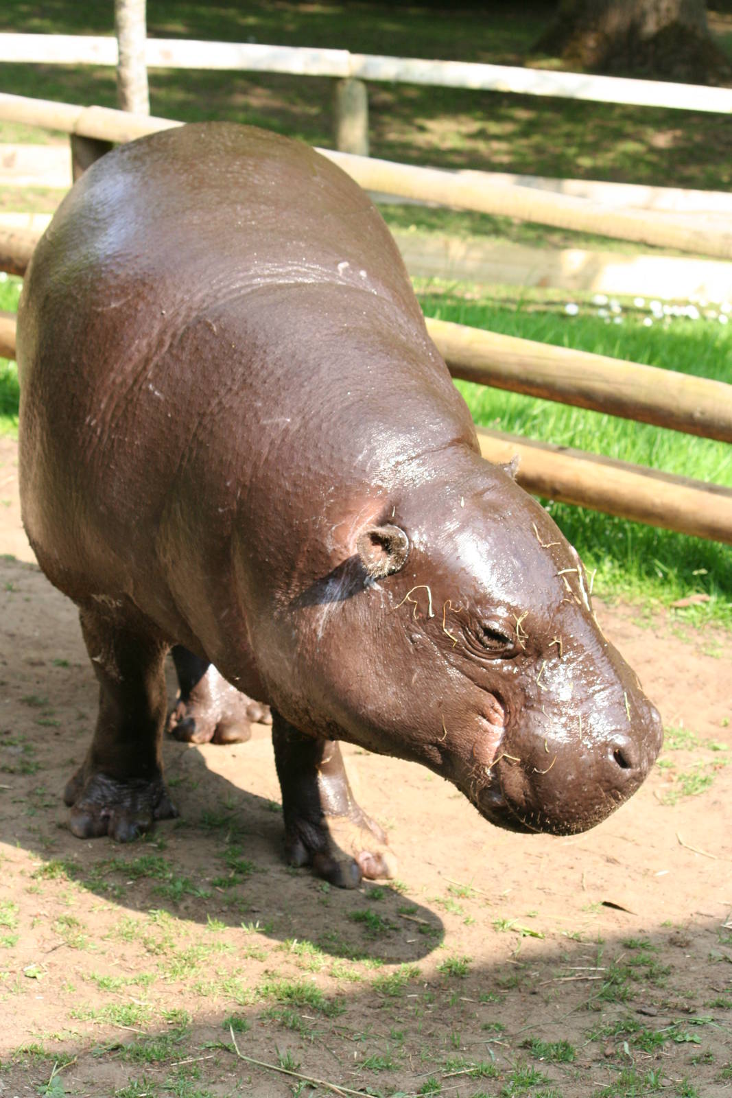 Pygmy Hippopotamus
