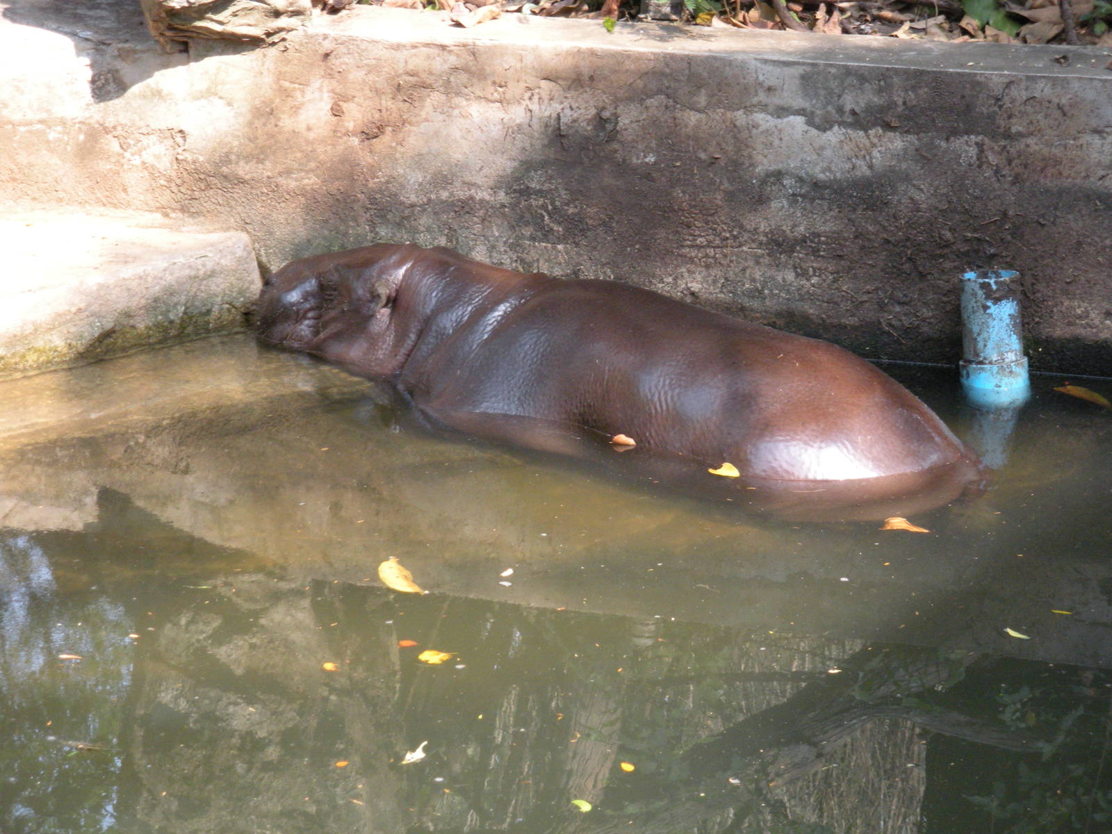 Pygmy Hippopotamus