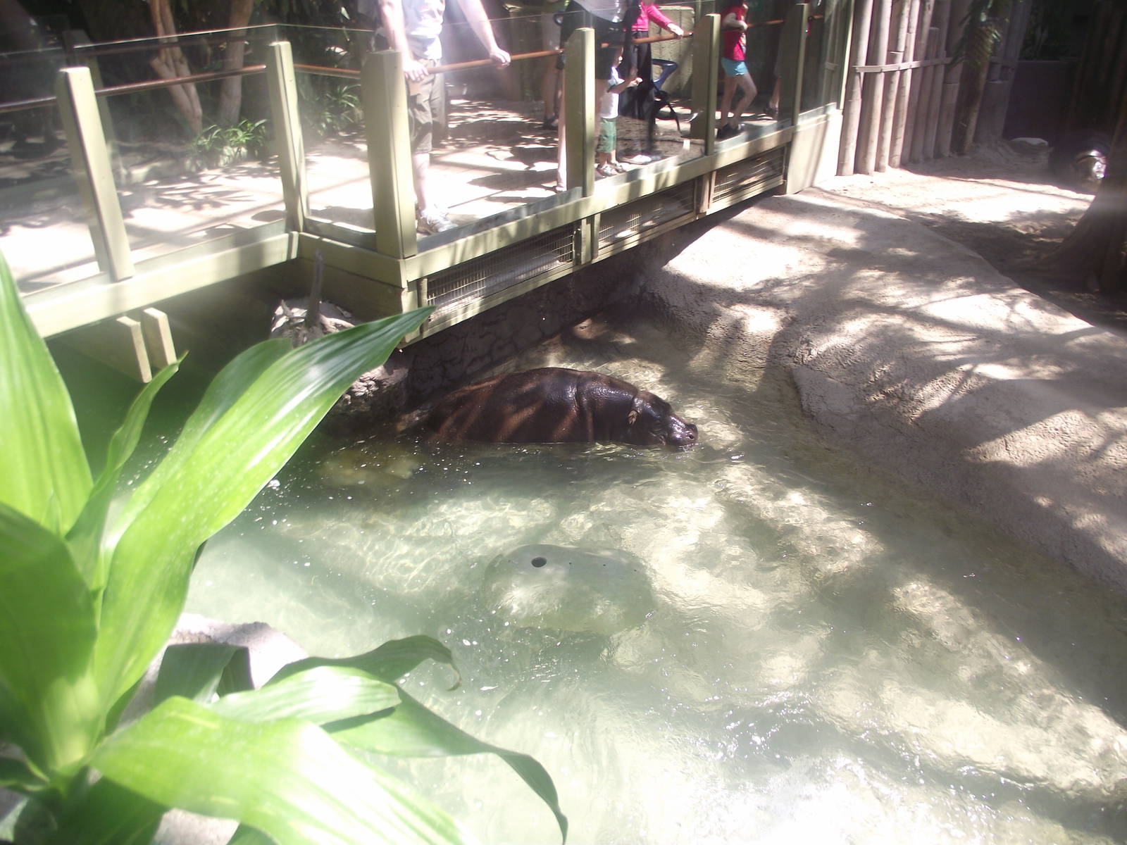 Pygmy Hippopotamus