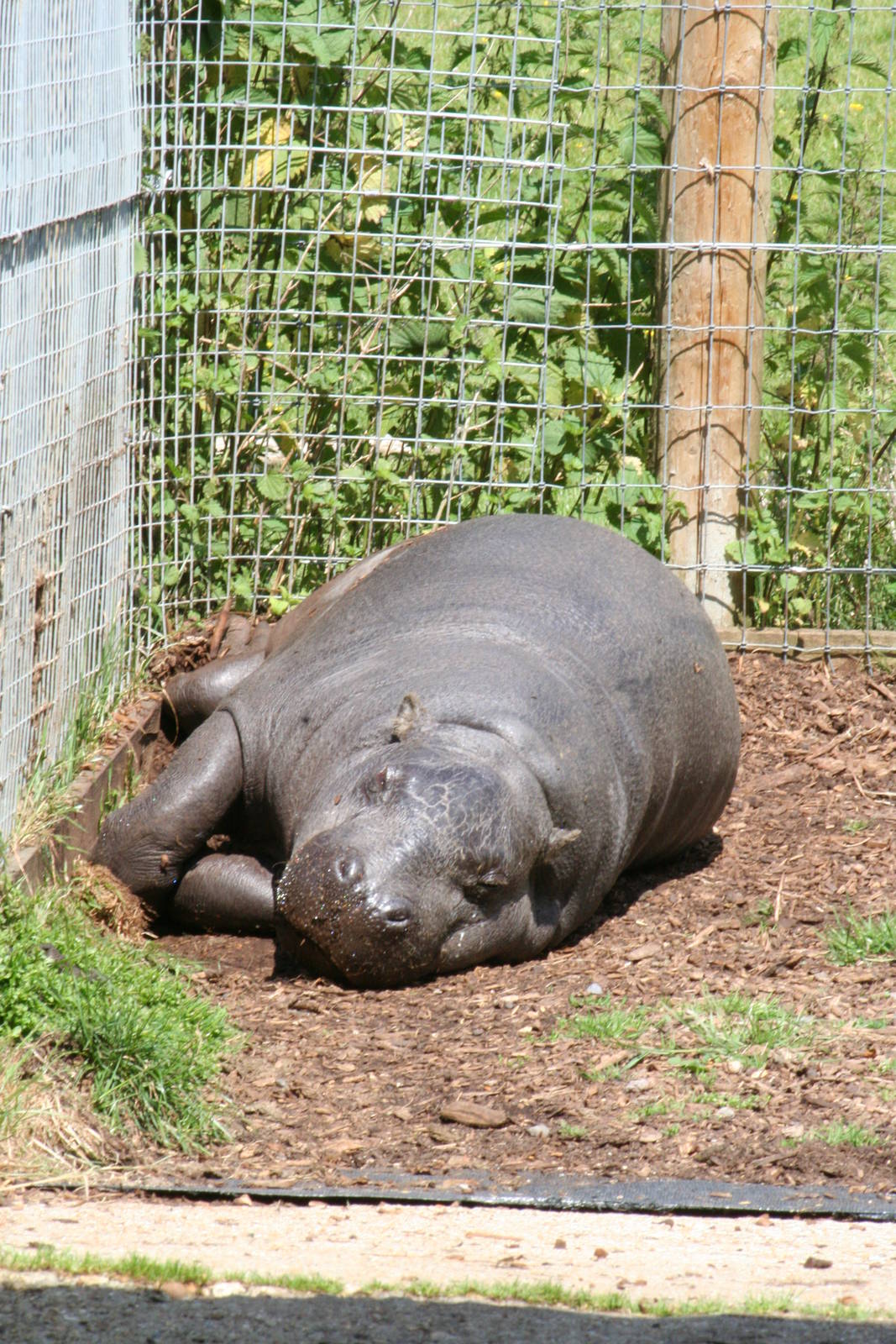 Pygmy hippopotamus