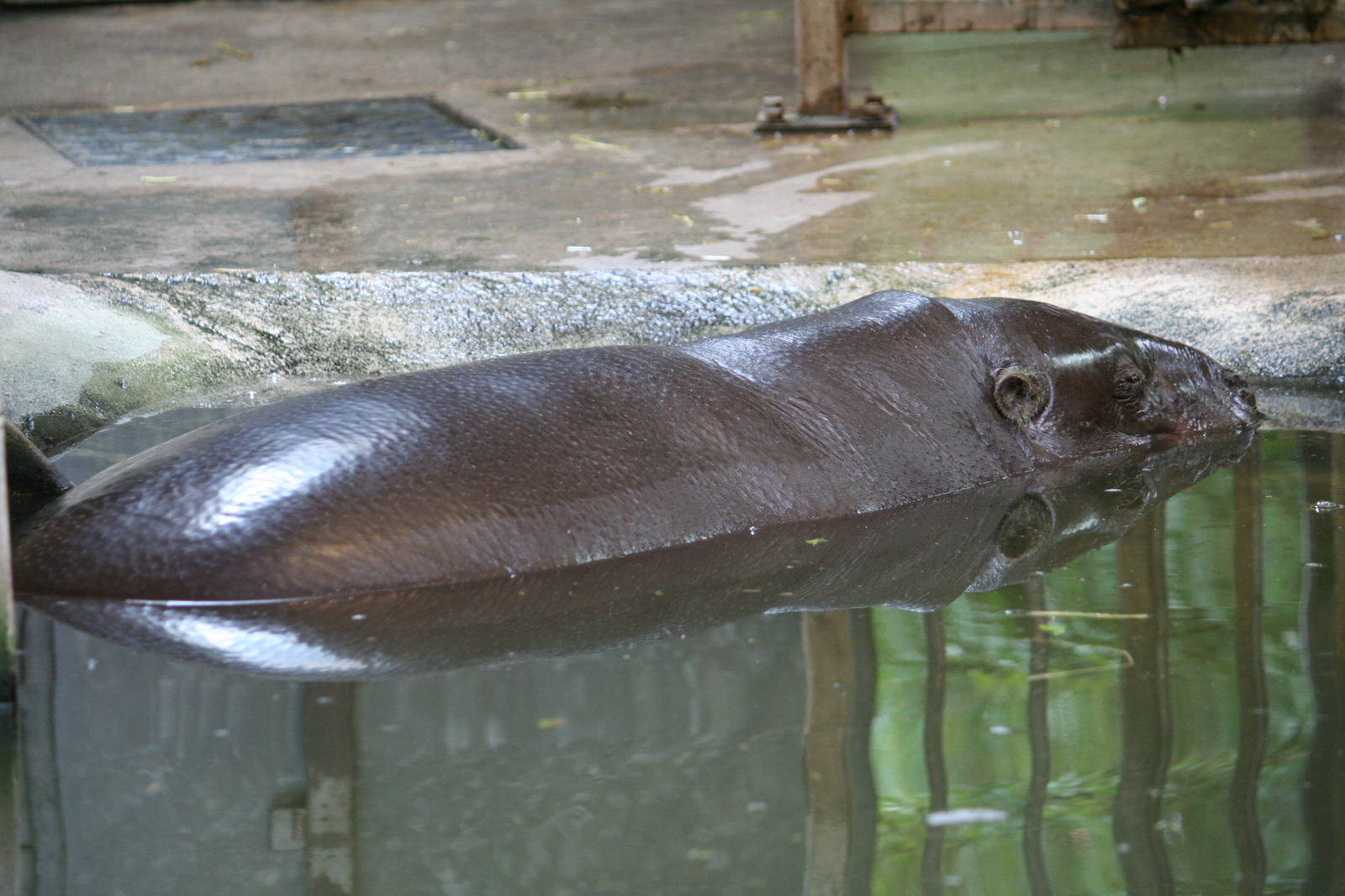 Pygmy hippopotamus
