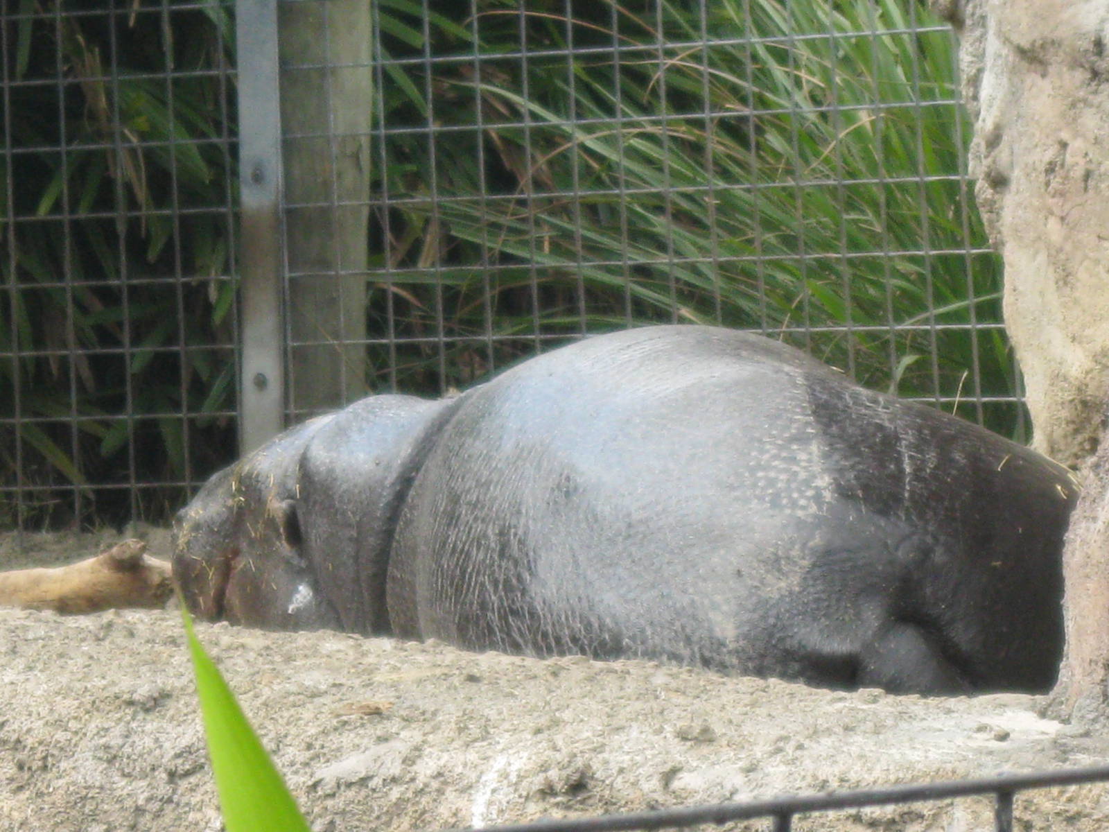 Pygmy Hippopotamus