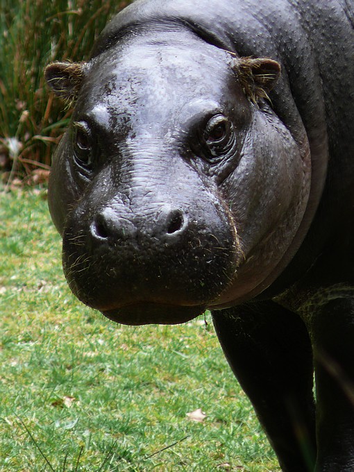 Pygmy hippopotamus