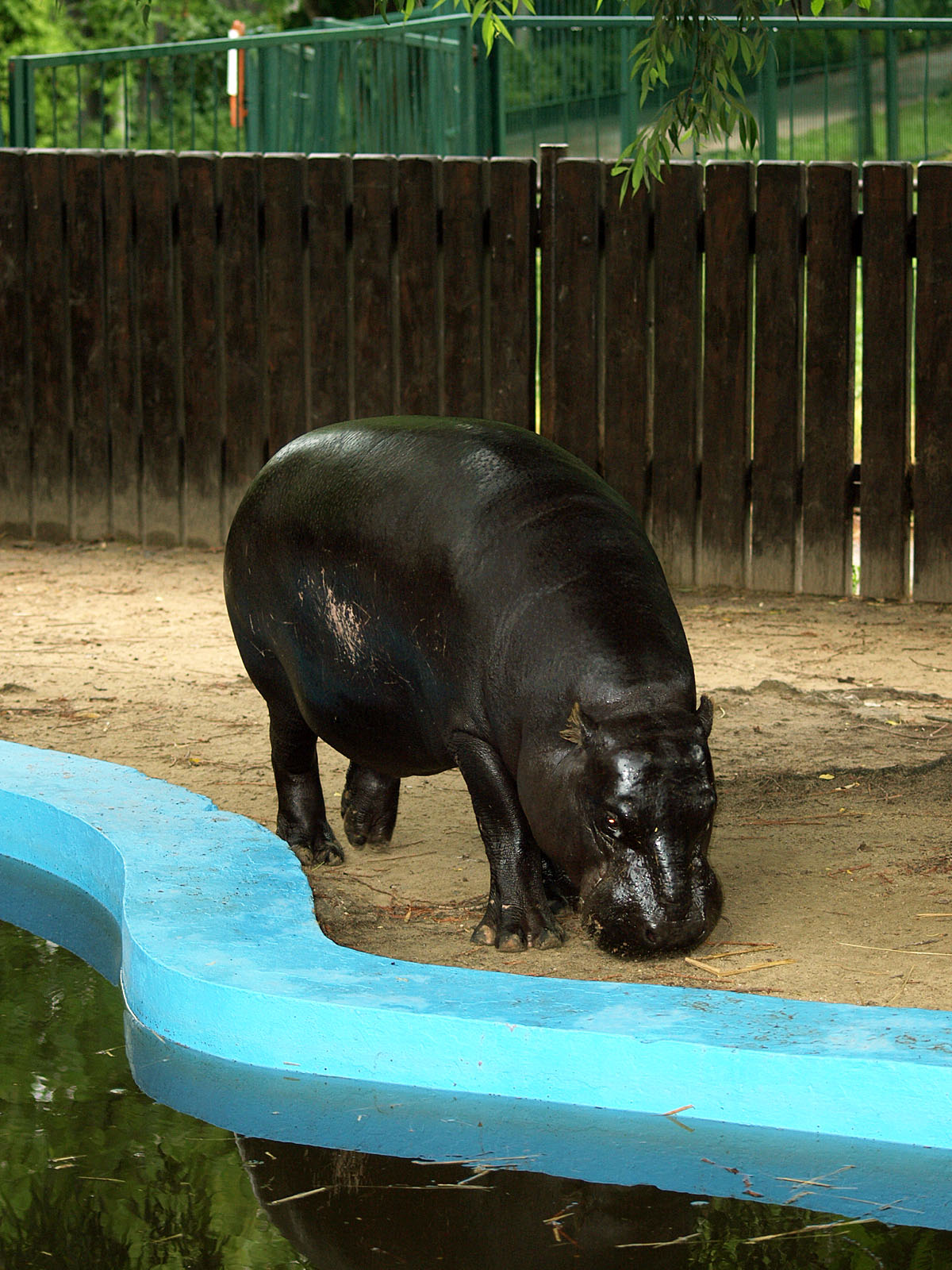 Pygmy hippopotamus