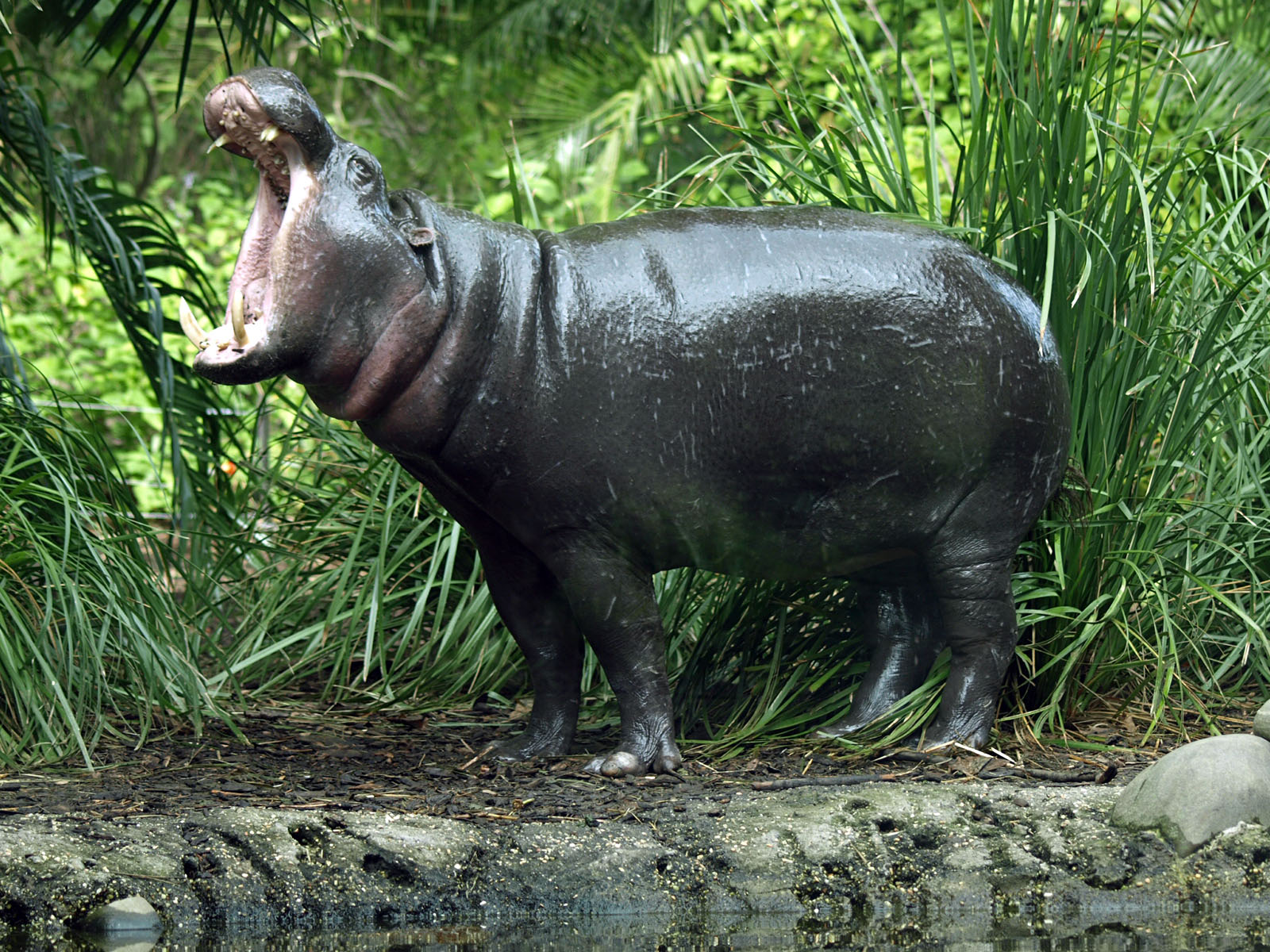 Pygmy hippopotamus