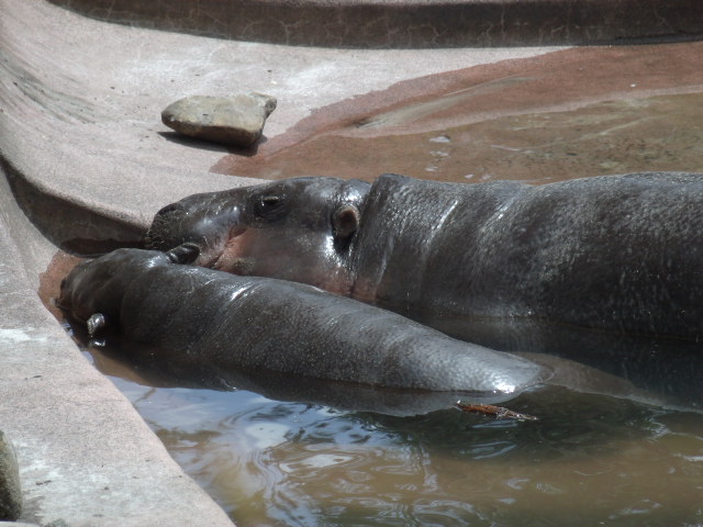 Pygmy Hippopotamus