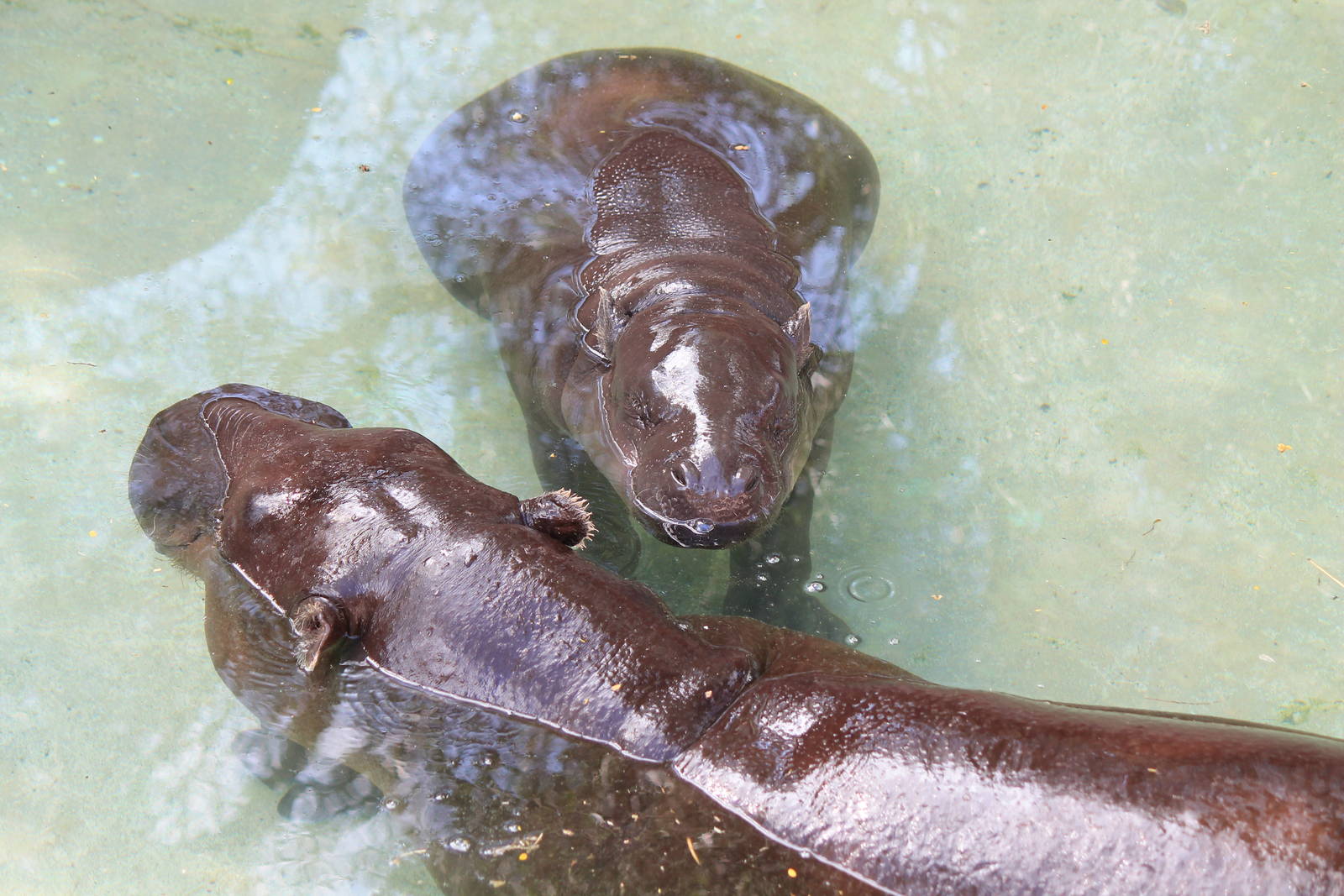 Pygmy Hippopotamus