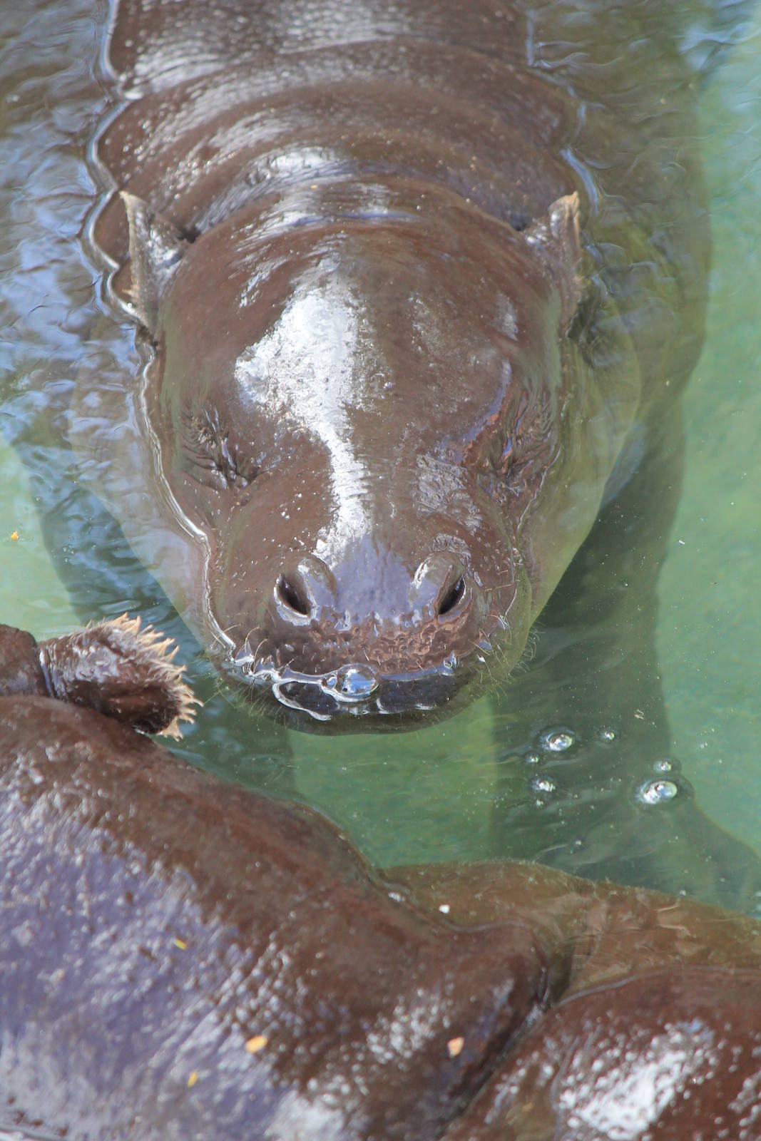 Pygmy Hippopotamus